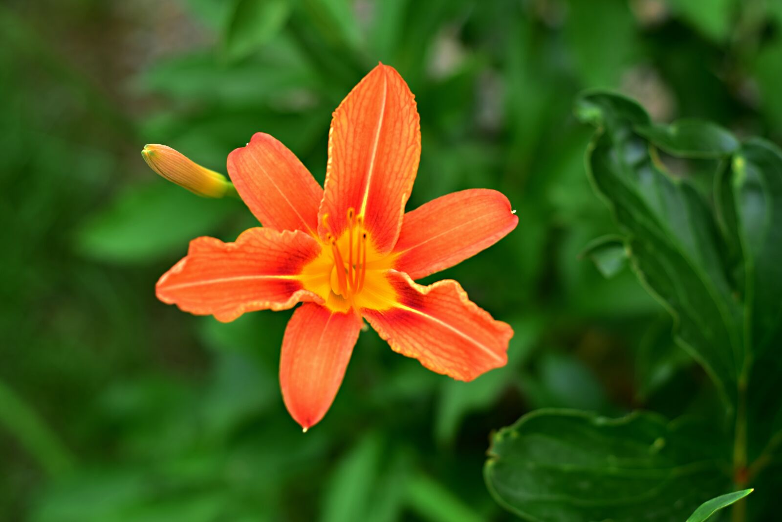 Nikon D5300 sample photo. Garden flower, lily, summer photography