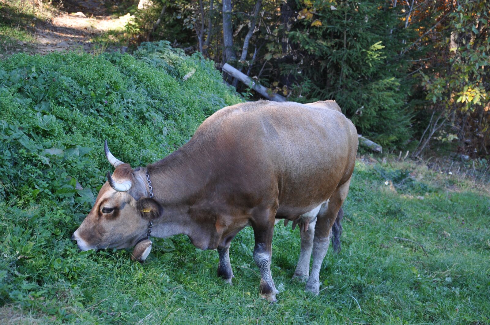 Nikon D90 sample photo. Cow, mountains, the carpathians photography