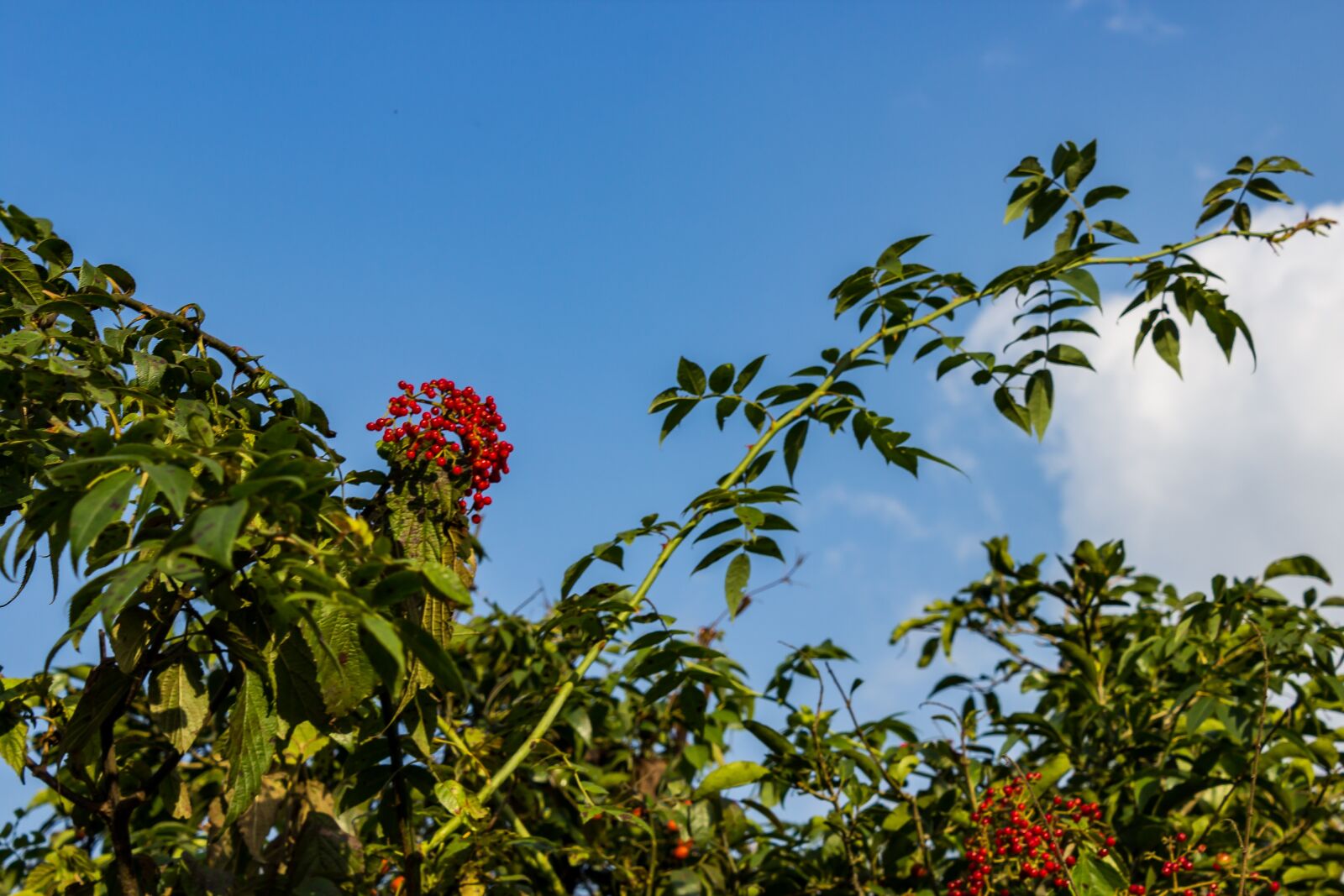 Canon EOS 600D (Rebel EOS T3i / EOS Kiss X5) sample photo. Flower, green, plant photography