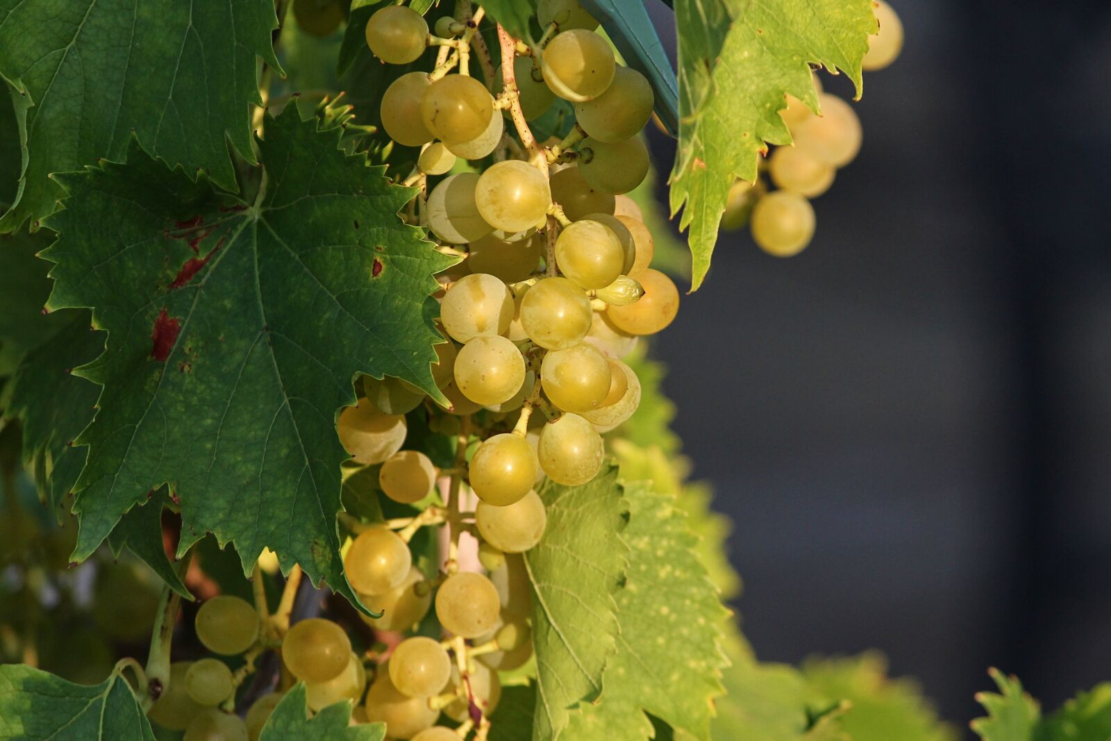 Canon EOS 1100D (EOS Rebel T3 / EOS Kiss X50) sample photo. Grape, grapes, vines photography
