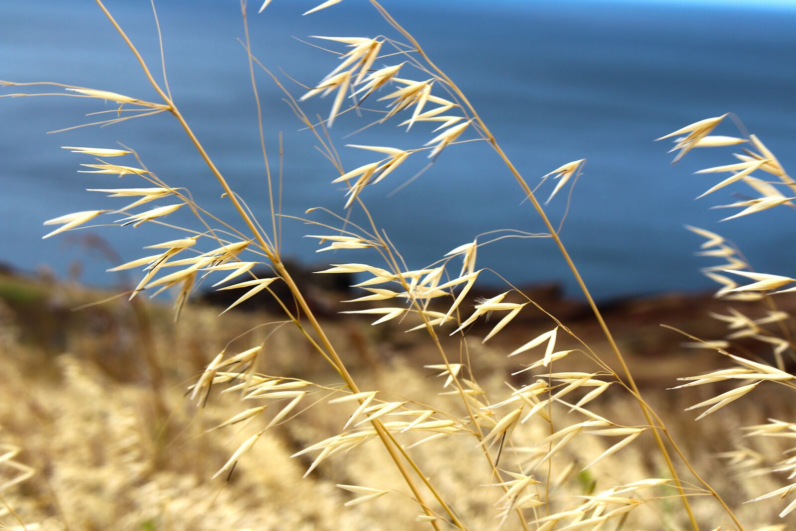 Canon EOS 700D (EOS Rebel T5i / EOS Kiss X7i) sample photo. Nature, coast, madeira photography