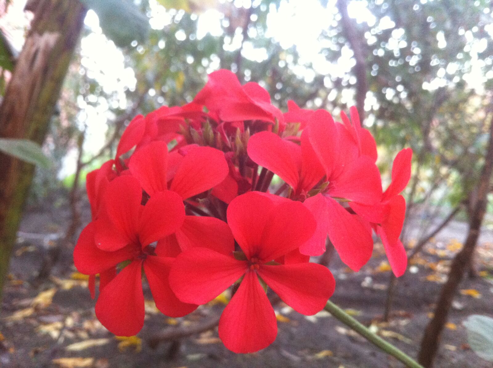 iPhone 4 back camera 3.85mm f/2.8 sample photo. Flowers photography