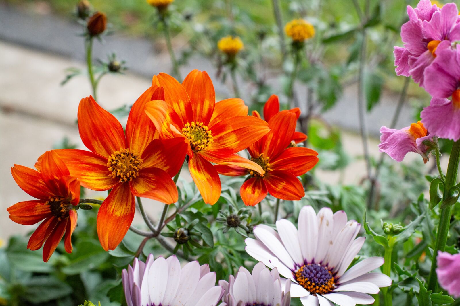 Nikon D7100 sample photo. Flowers, colorful, orange photography