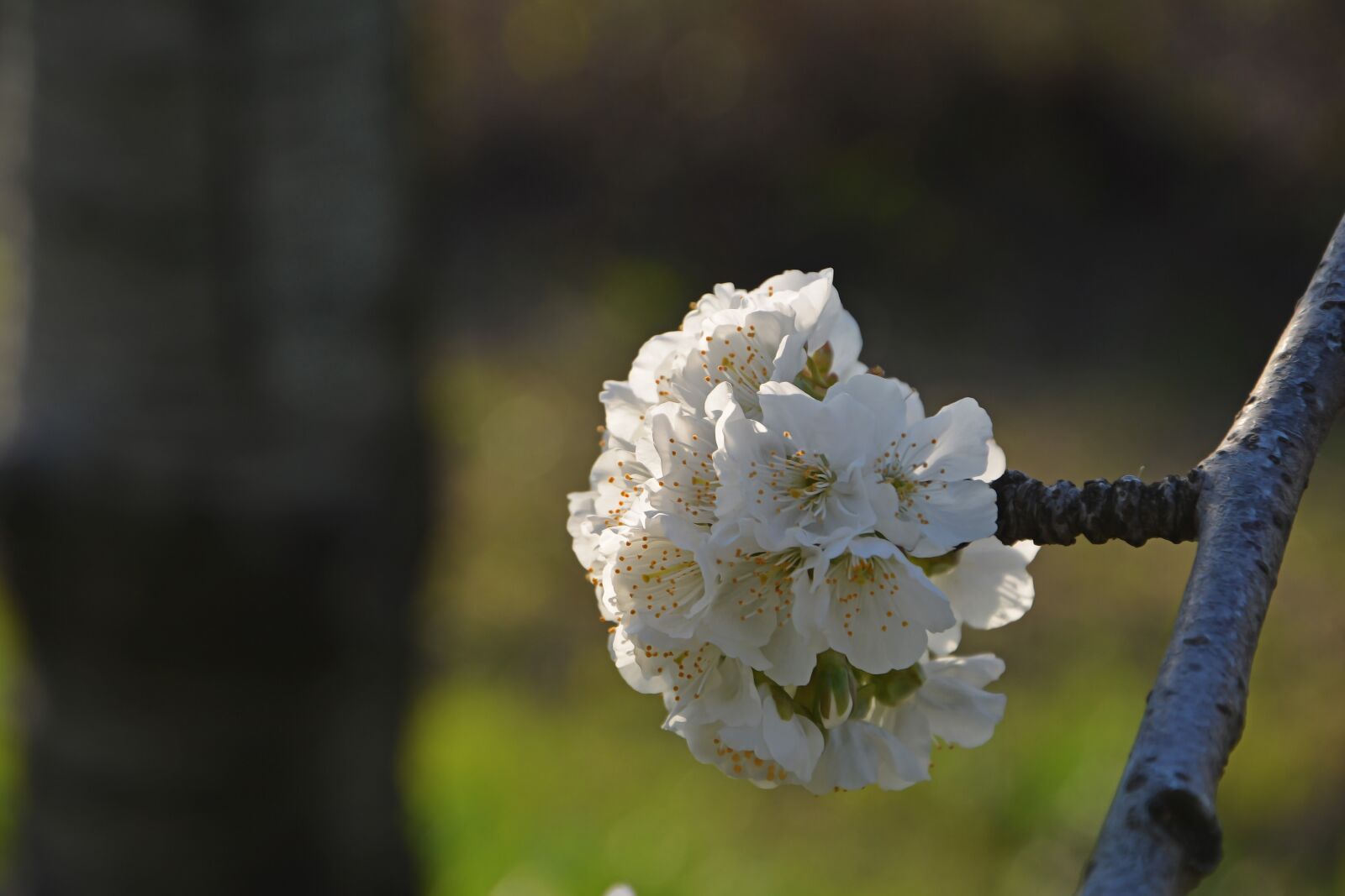 Nikon D7100 sample photo. Cherry, flower, sprig photography