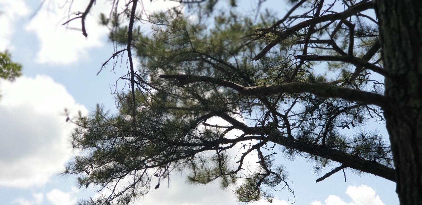 Samsung Galaxy Note9 sample photo. Sky, pine, nature photography