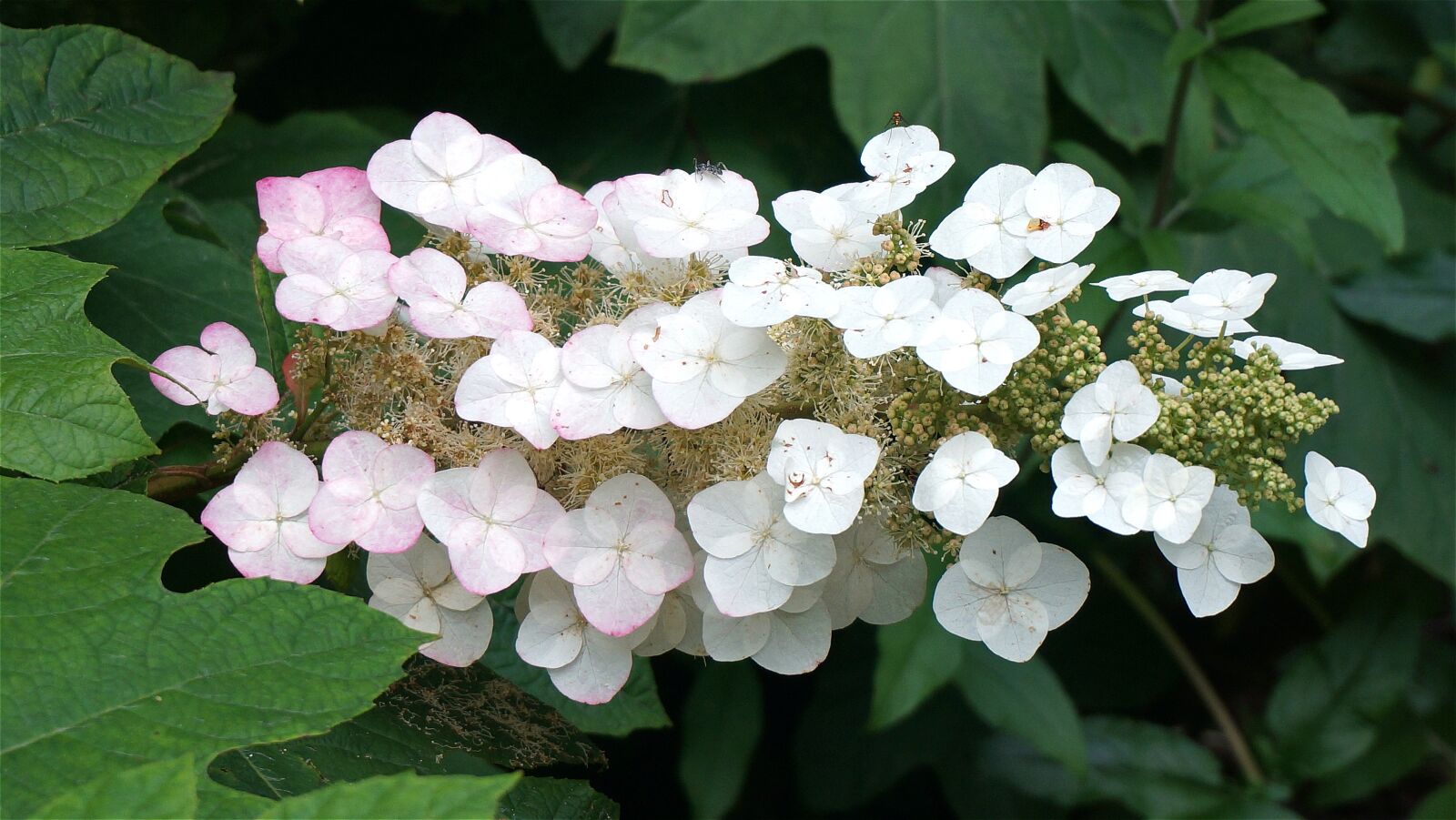 Sony Alpha NEX-5T sample photo. Oak leaf hydrangea, turning photography