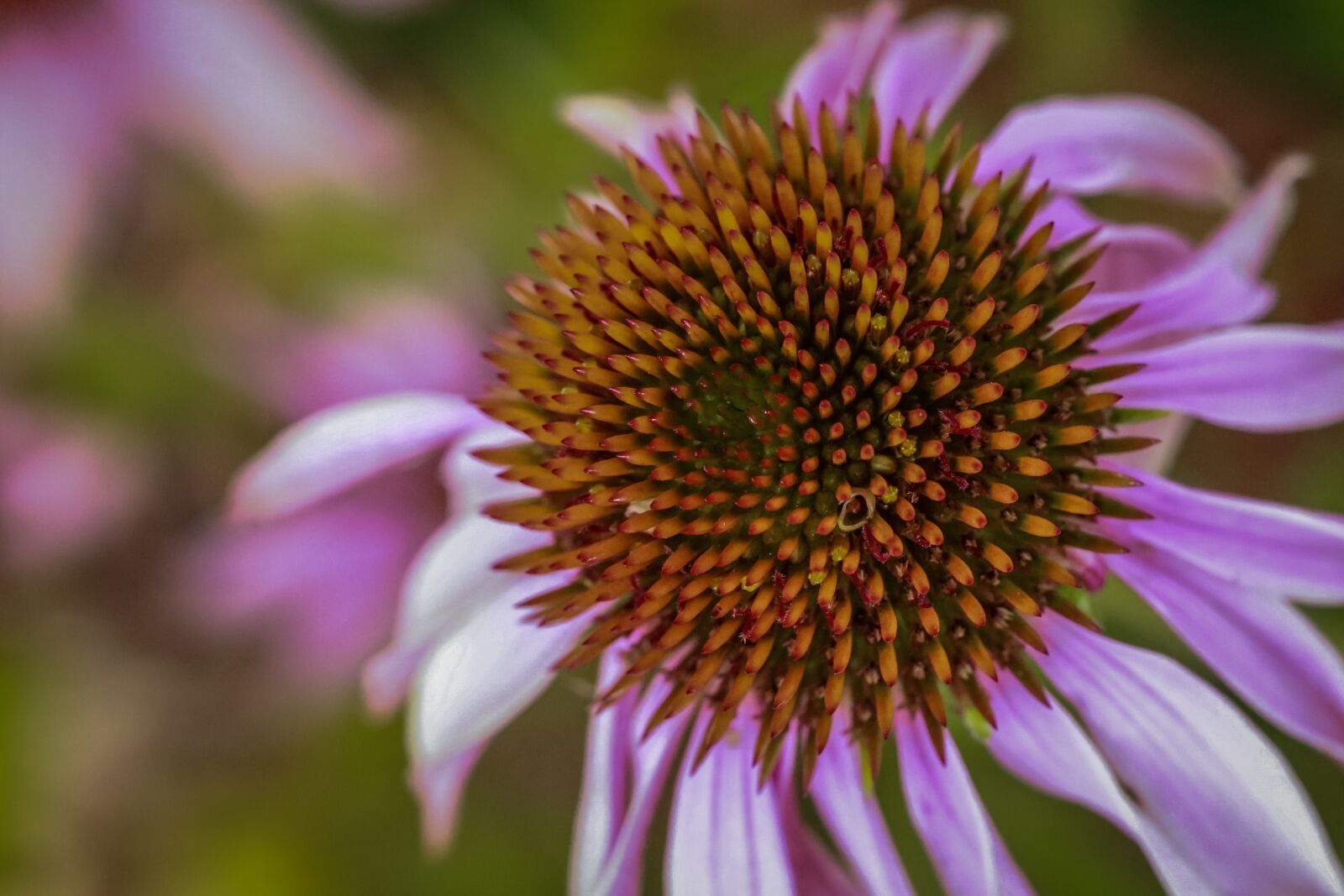 Canon EOS 5D Mark III sample photo. Echinacea, flower, vine photography