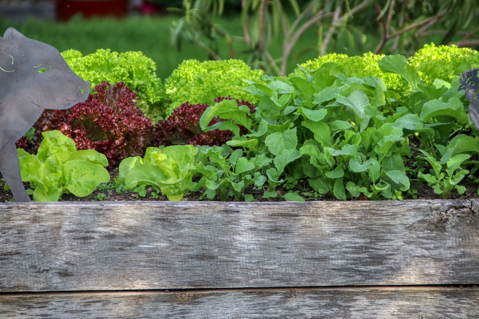 Canon EOS 80D sample photo. Garden, salad, raised bed photography