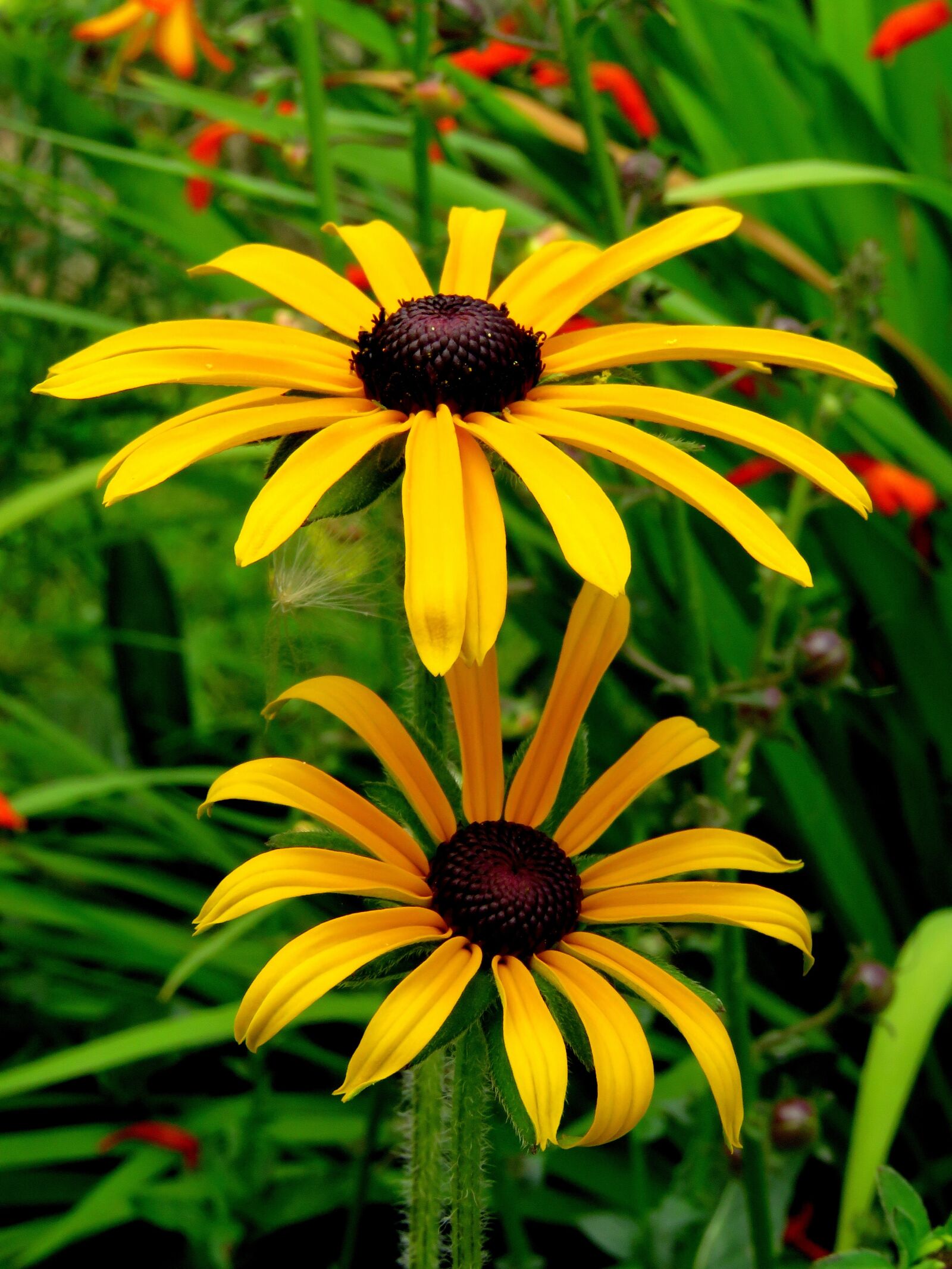 Canon PowerShot SX60 HS sample photo. Coneflower, rudbeckia, gold storm photography