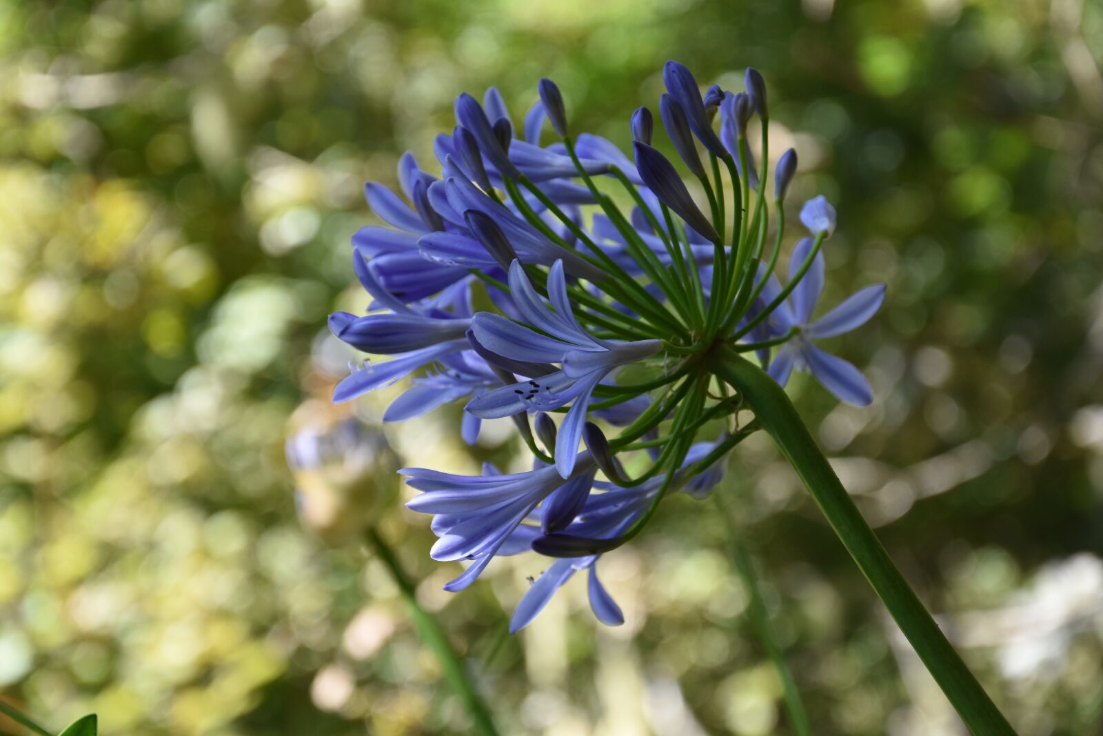 Nikon D7200 sample photo. Madeira, flower island, nature photography