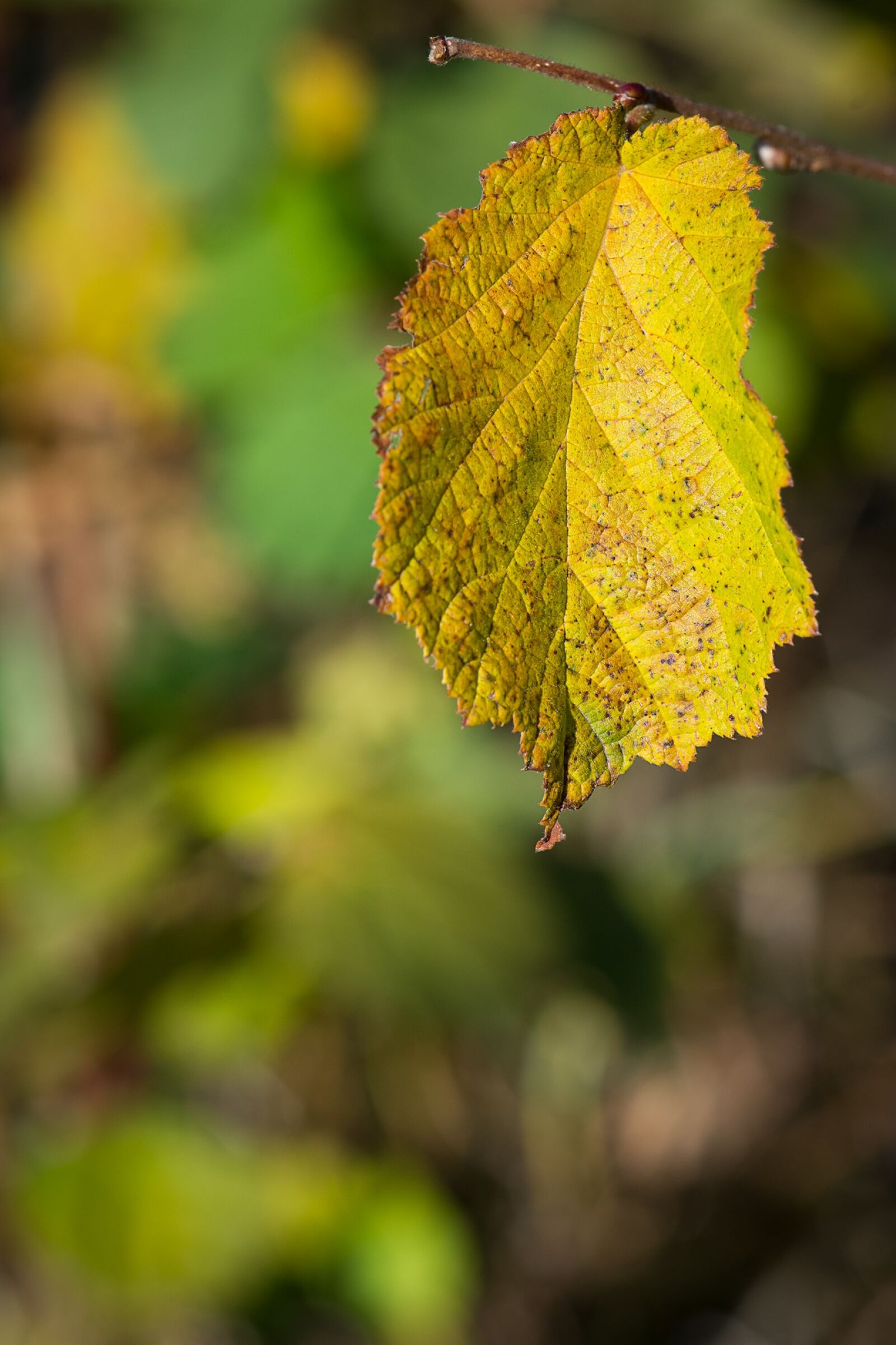 Nikon D7100 sample photo. Leaf, autumn, fall foliage photography