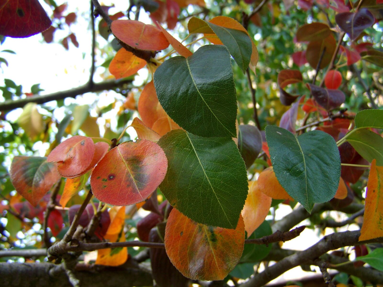 Kodak EASYSHARE ZD710 ZOOM DIGITAL CAMERA sample photo. Leaves, autumn, discoloration photography