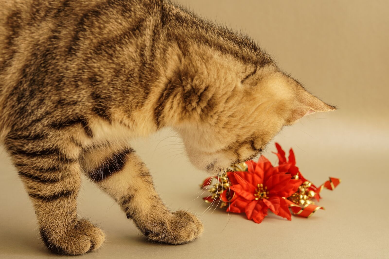 30mm F1.4 DC DN | Contemporary 016 sample photo. Cat, young, curious photography