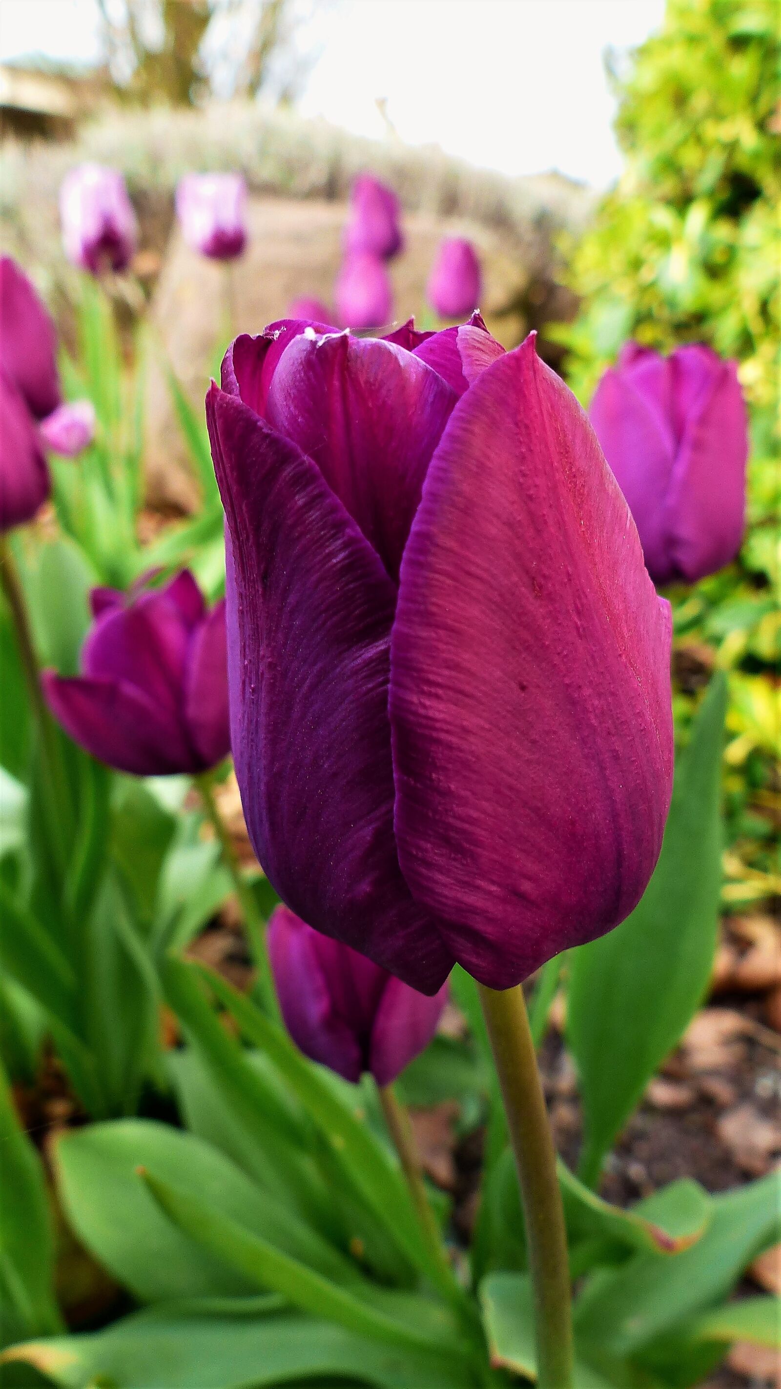 Panasonic Lumix DMC-FZ200 sample photo. Nature, plant, flower photography