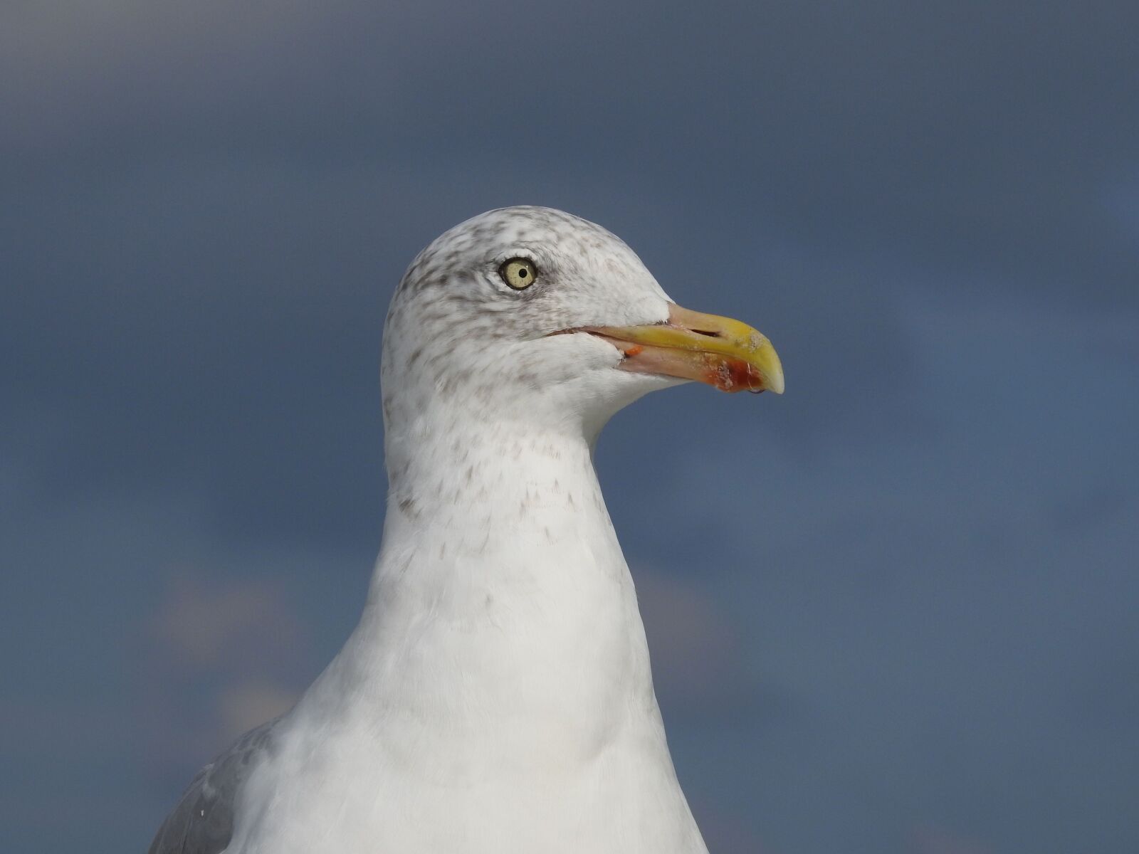 Nikon Coolpix P900 sample photo. Seagull, bird, water photography