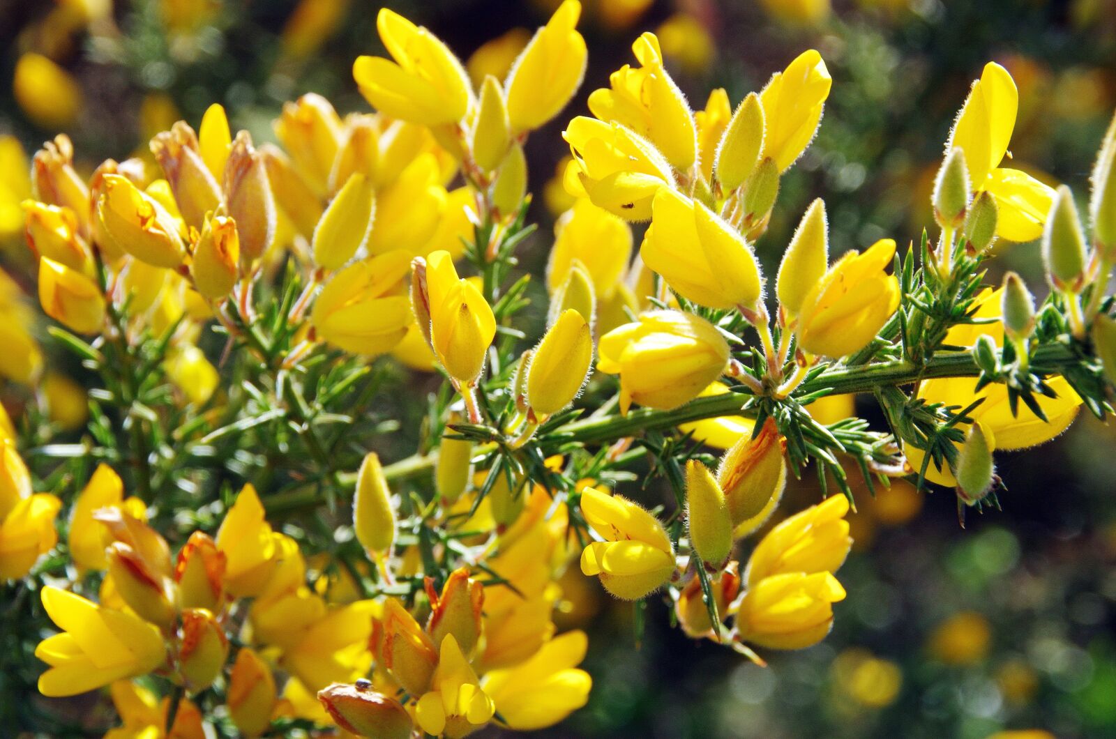 Pentax K-5 sample photo. Broom, yellow, yellow flower photography