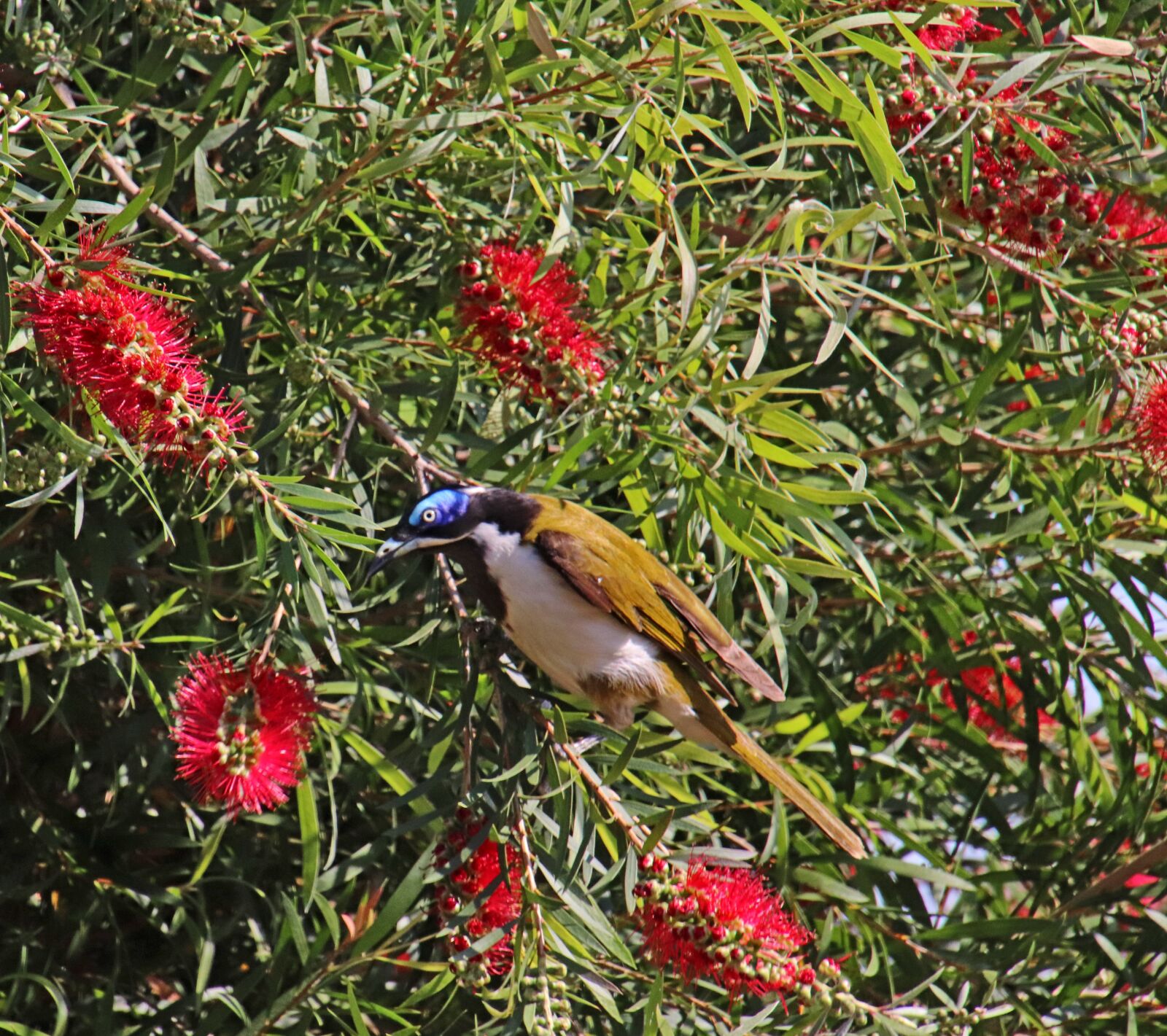 Canon EOS 800D (EOS Rebel T7i / EOS Kiss X9i) sample photo. Bird, blue faced honeyeater photography