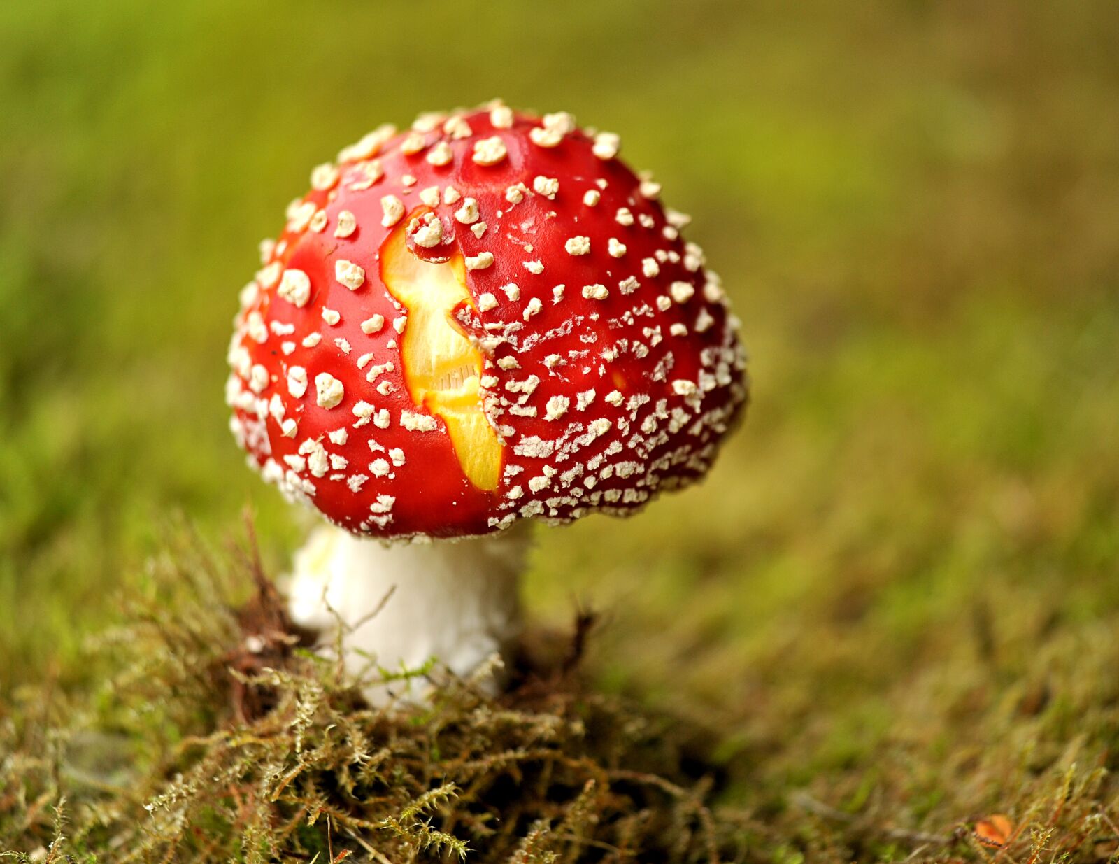 Nikon D3S sample photo. Mushroom, fly agaric, garden photography