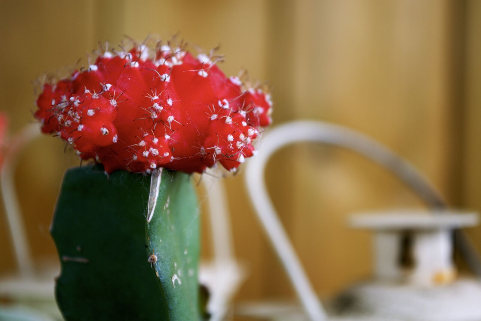 Nikon D3100 sample photo. Flower, garden, nature photography