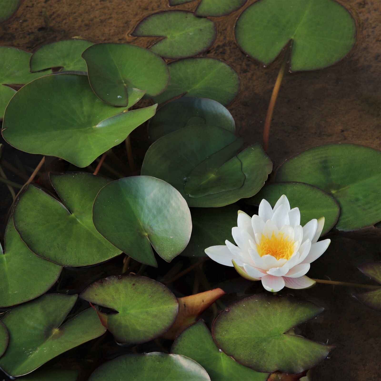 Canon EF-S 18-55mm F4-5.6 IS STM sample photo. Water lilies, lotus, underwater photography