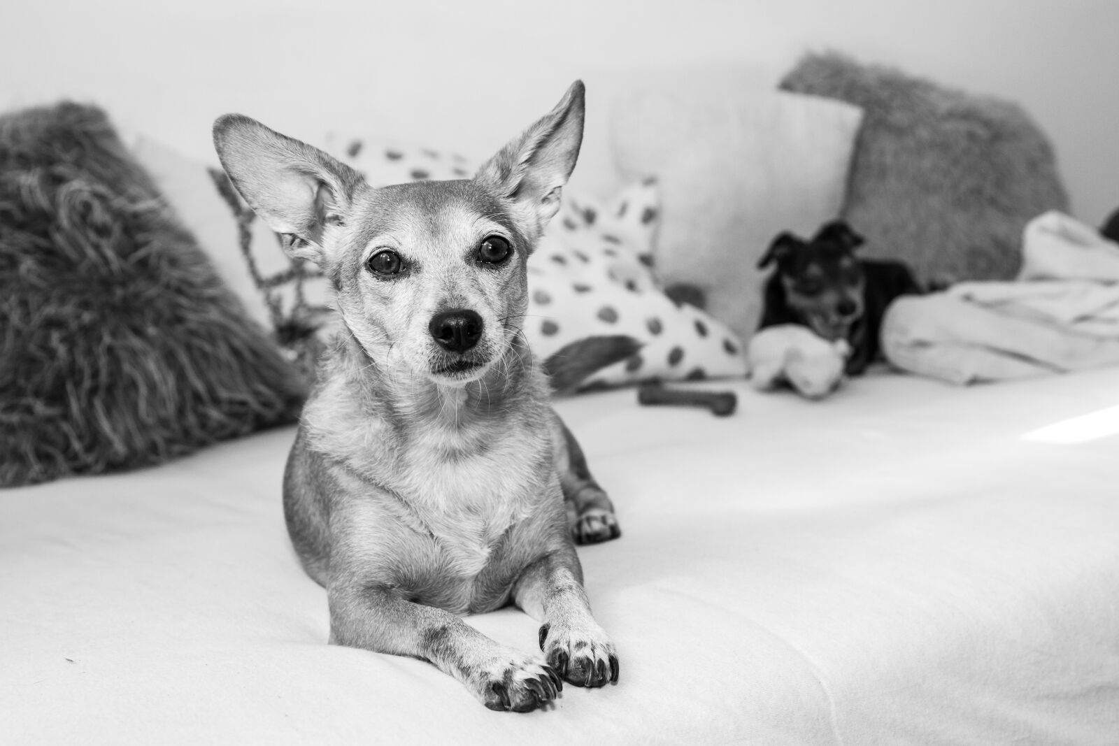 Canon EOS 80D sample photo. Dog, puppy, animal photography