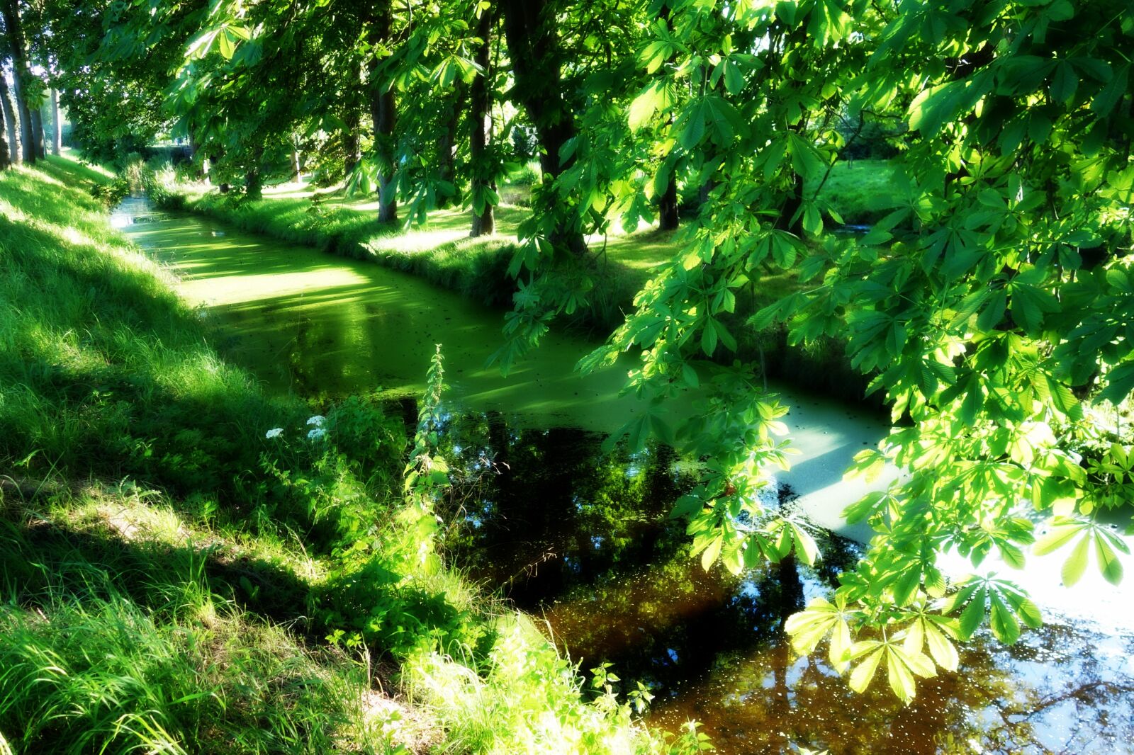 Sony Cyber-shot DSC-RX100 sample photo. Moat, water, duckweed photography