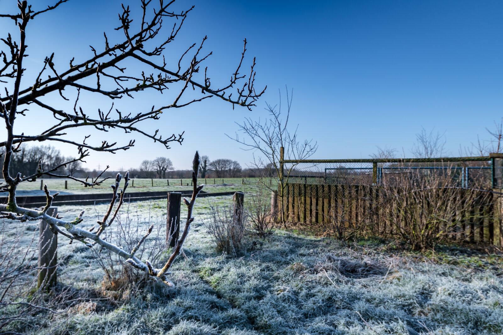 Nikon D750 sample photo. Nature, tree, fence photography