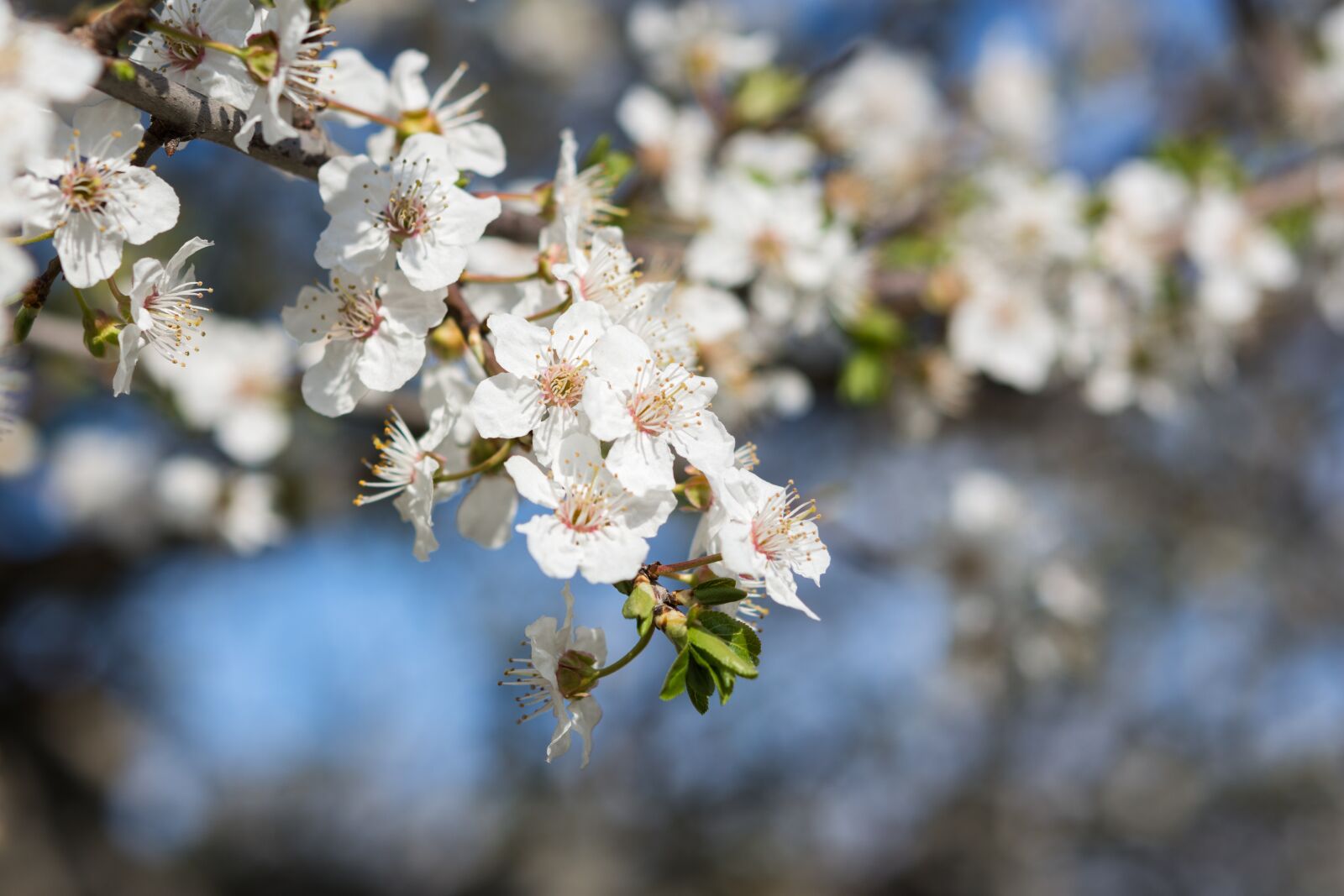 Nikon D7200 sample photo. Nature, flowers, cherry photography