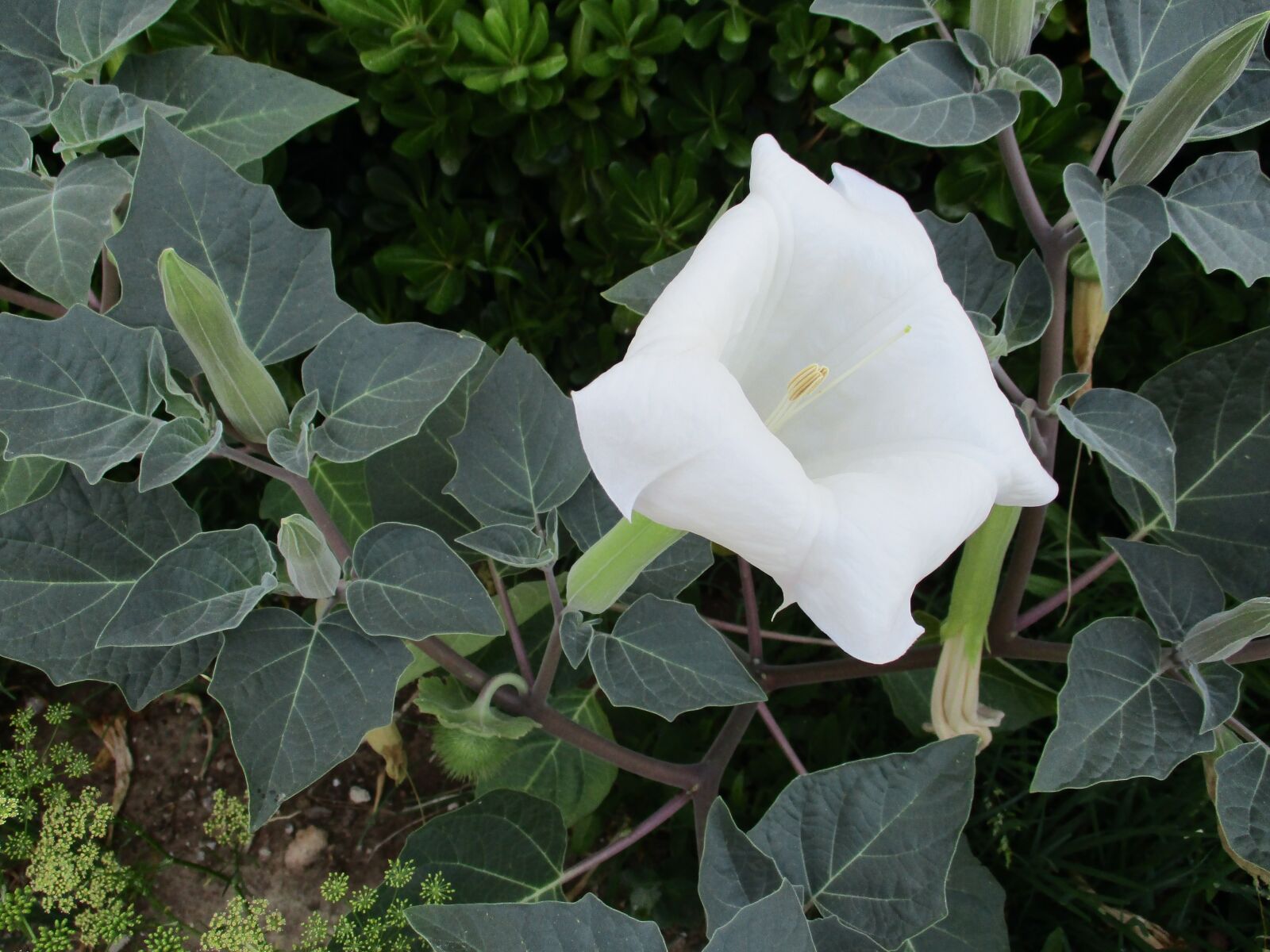 Canon PowerShot ELPH 180 (IXUS 175 / IXY 180) sample photo. Datura, flower, white photography