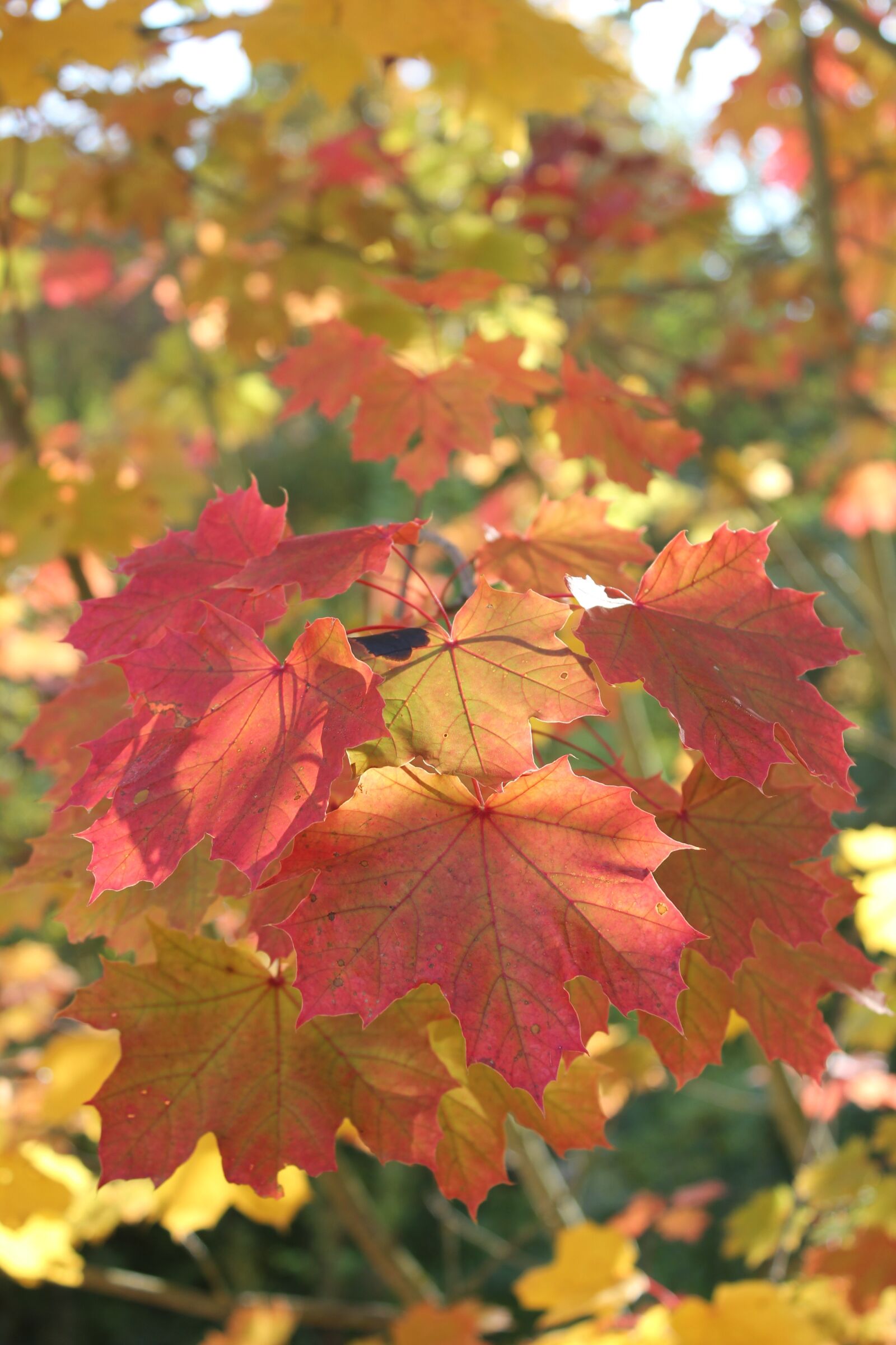 Canon EOS 550D (EOS Rebel T2i / EOS Kiss X4) sample photo. Autumn, fall foliage, leaves photography