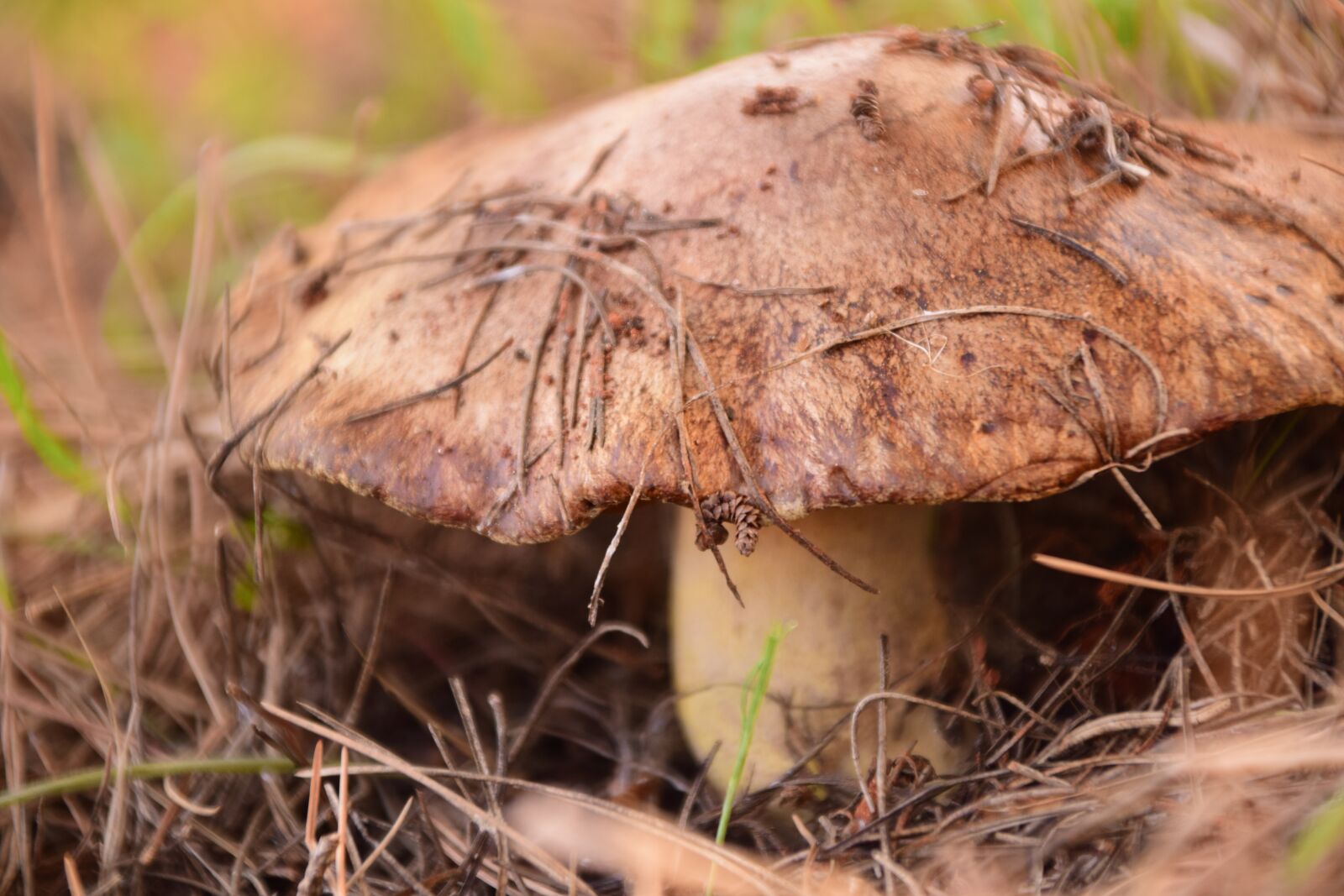 Nikon D3300 sample photo. Mushroom, forest floor, brown photography