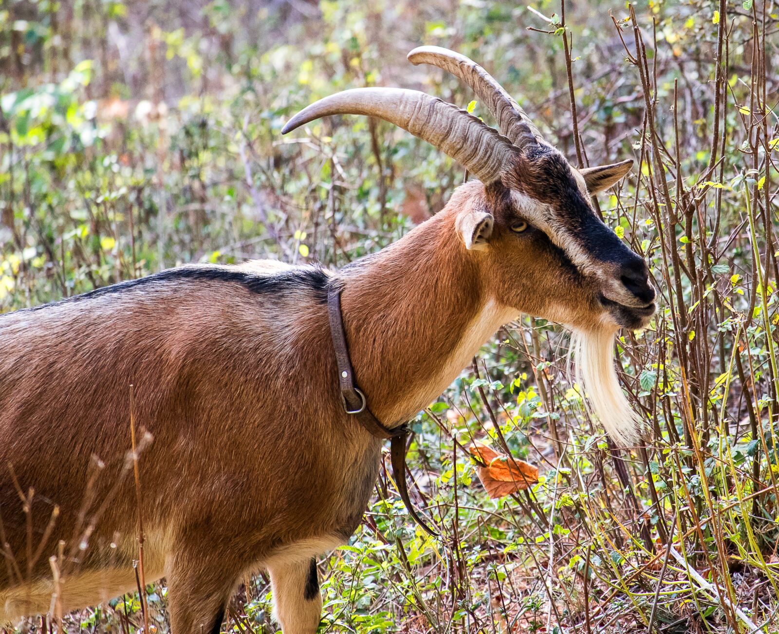 Canon EF-S 55-250mm F4-5.6 IS STM sample photo. Goat, mammal, animal photography