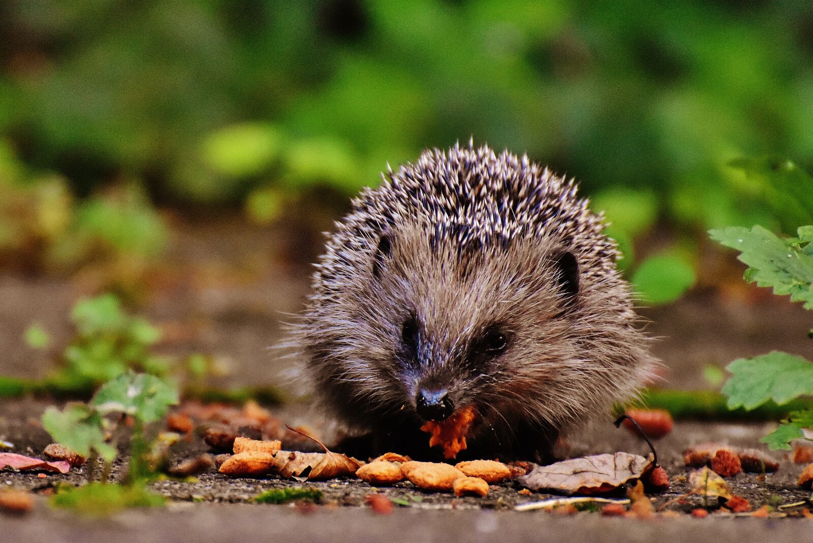 Nikon D7200 sample photo. Hedgehog child, young hedgehog photography