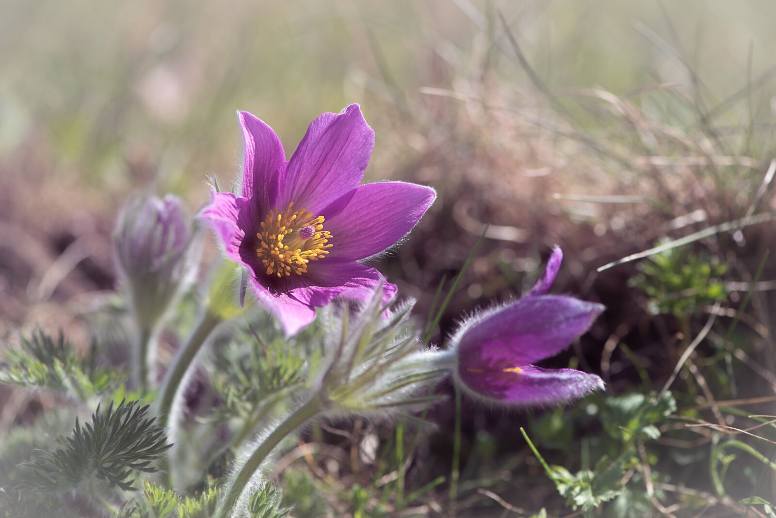 Nikon D750 sample photo. Anemone, purple, purple anemone photography