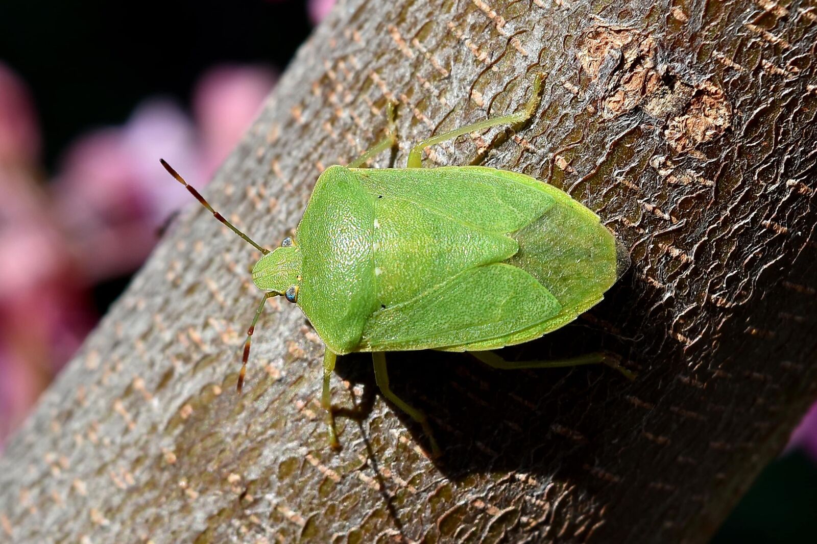 Nikon D5500 sample photo. Beetle, branch, close-up, eyes photography