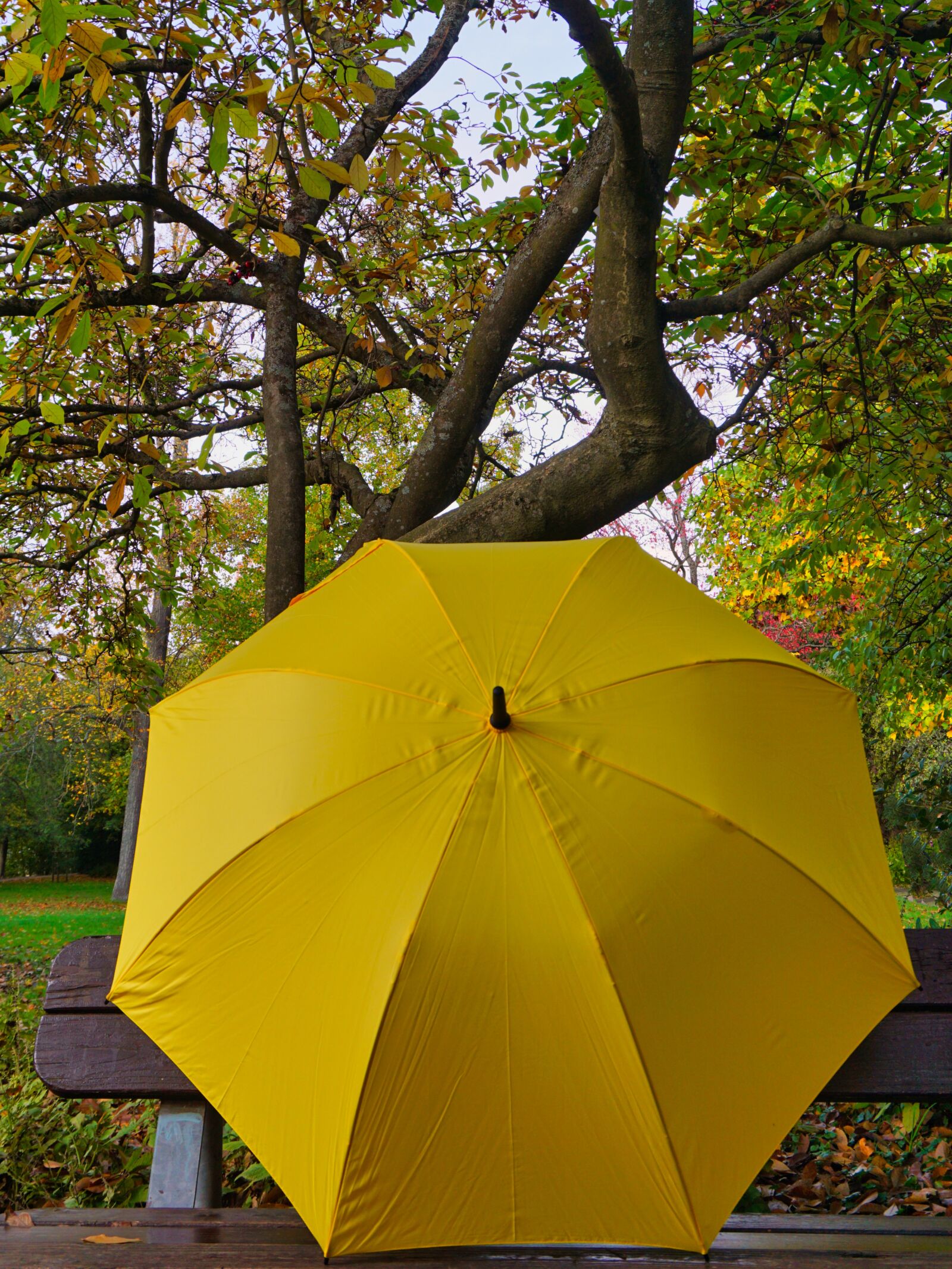 Sony E 16-50mm F3.5-5.6 PZ OSS sample photo. Screen, umbrella, yellow photography