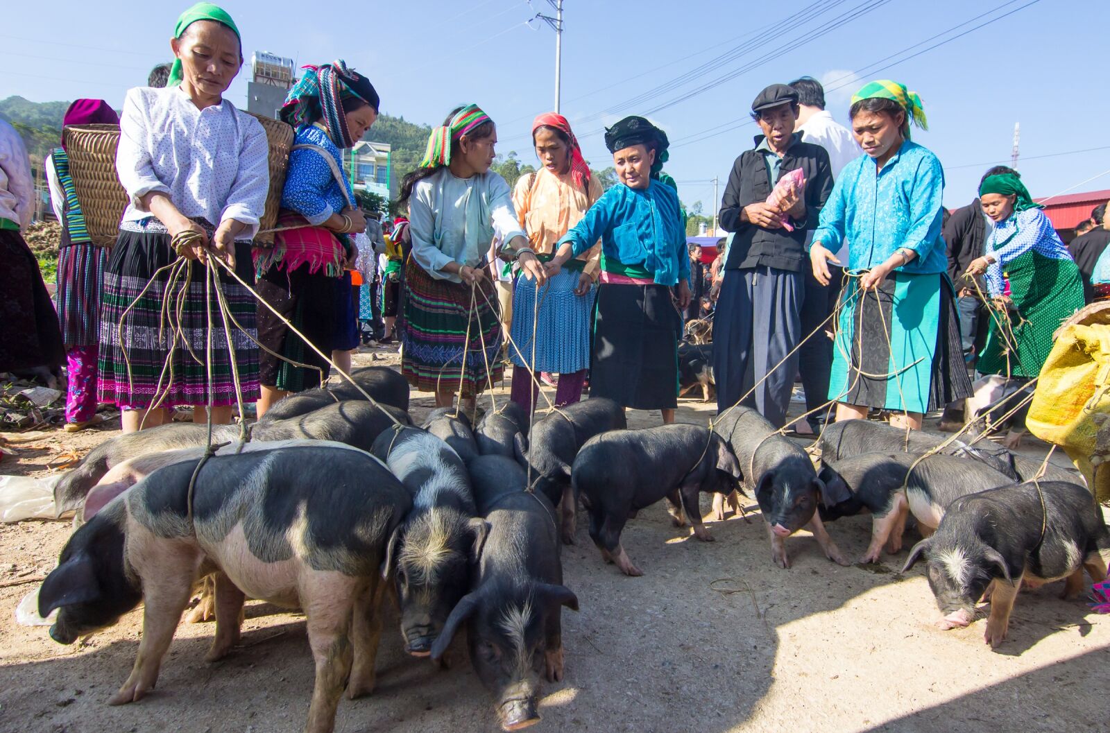 Canon EOS 600D (Rebel EOS T3i / EOS Kiss X5) sample photo. Pigs, trade, market photography