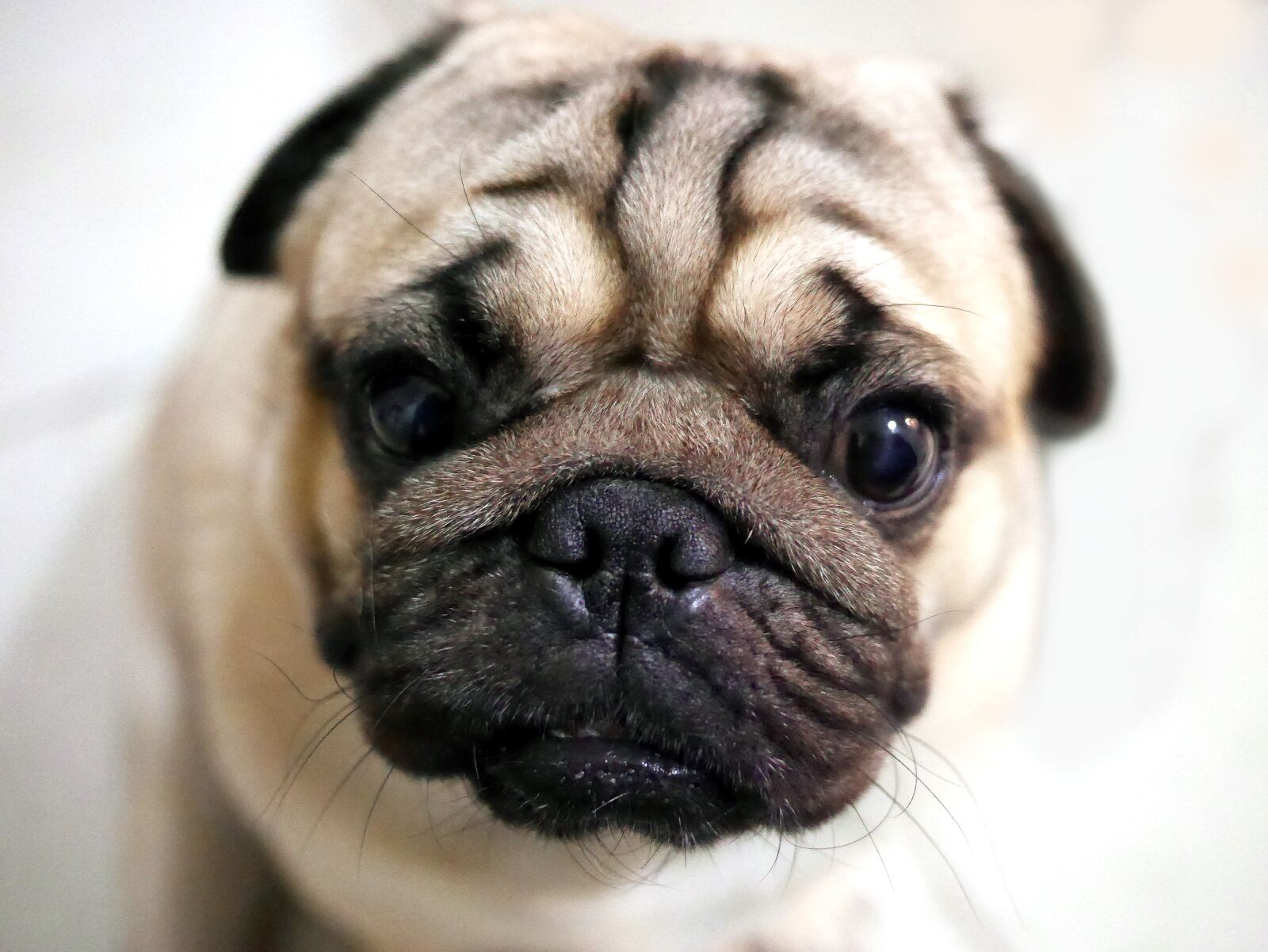 Panasonic Lumix DMC-GX7 sample photo. Pug, cute, dog photography