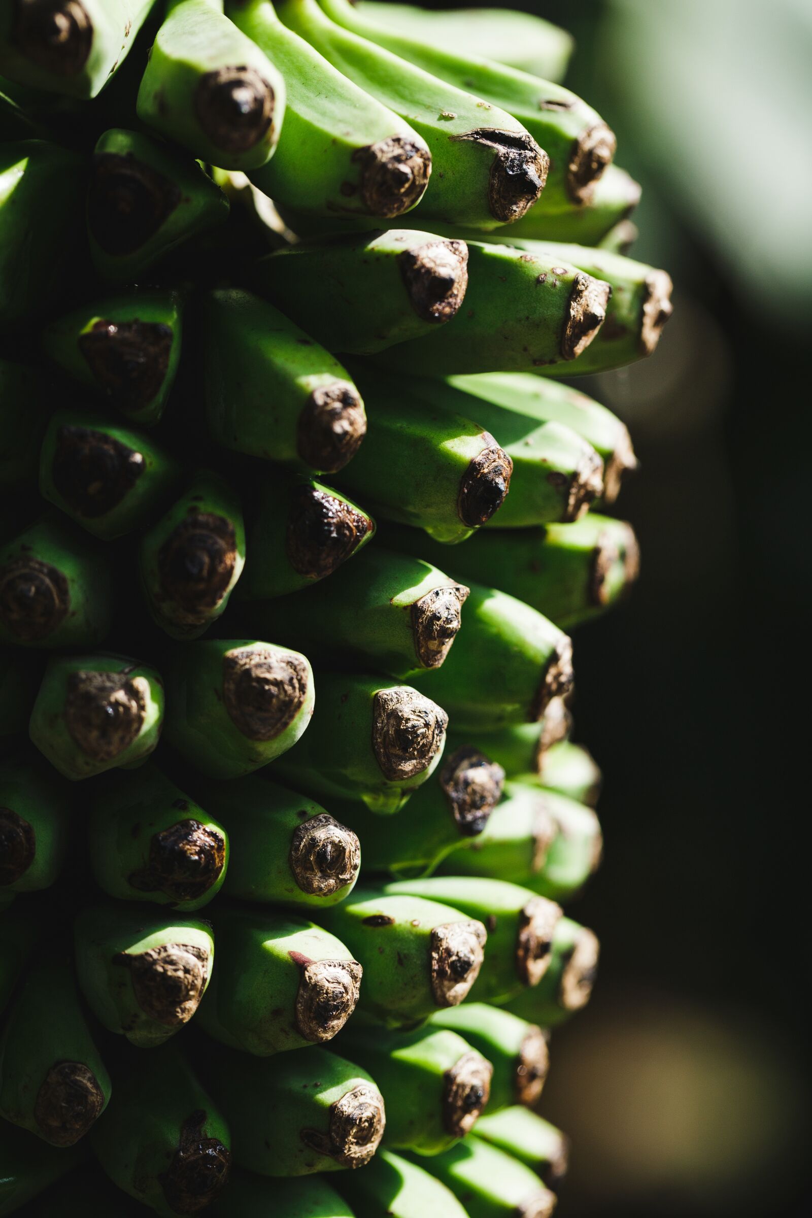 Canon EF 100mm F2.8L Macro IS USM sample photo. Green, banana, little photography