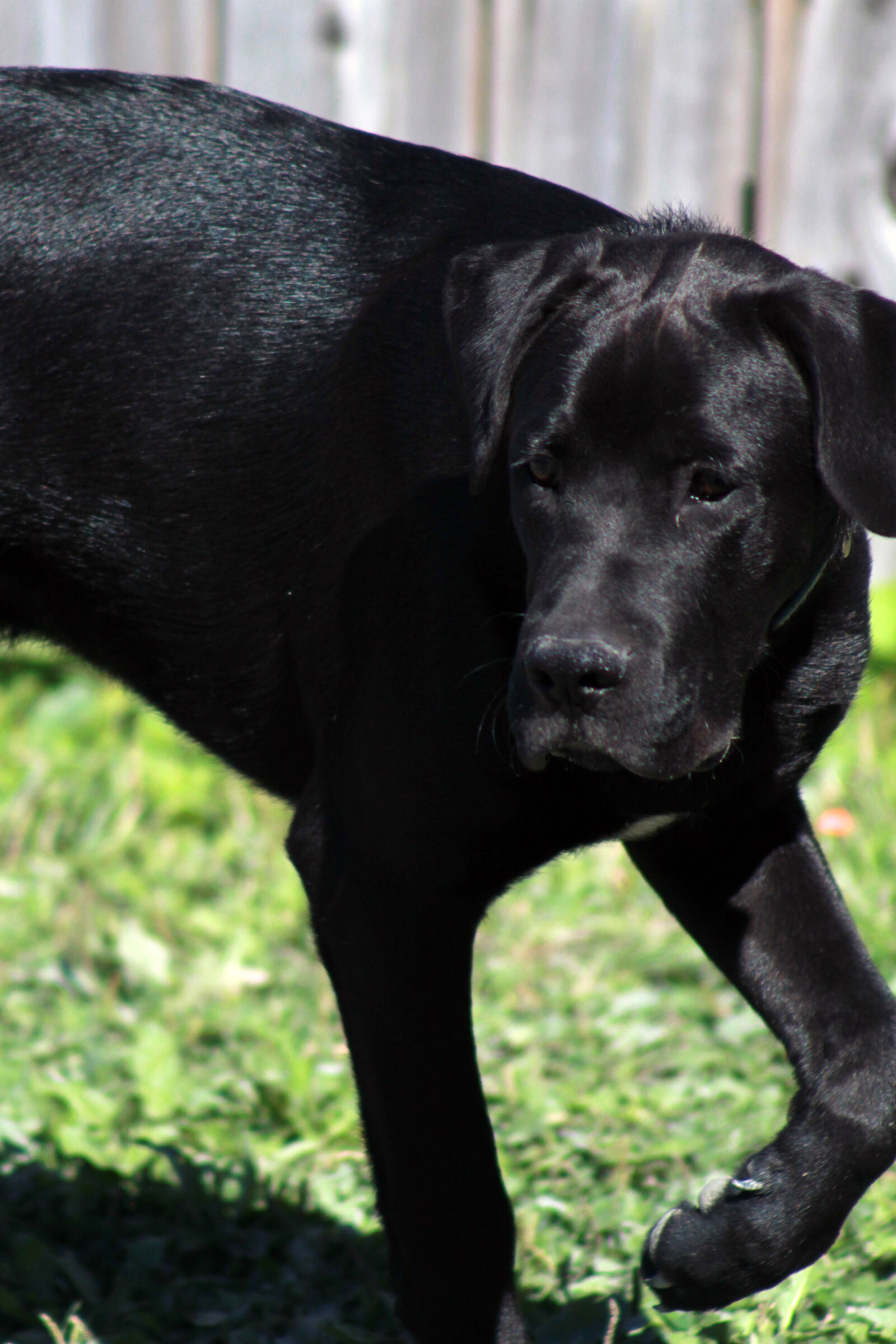 Canon EOS 1100D (EOS Rebel T3 / EOS Kiss X50) sample photo. Dog, mastiff photography