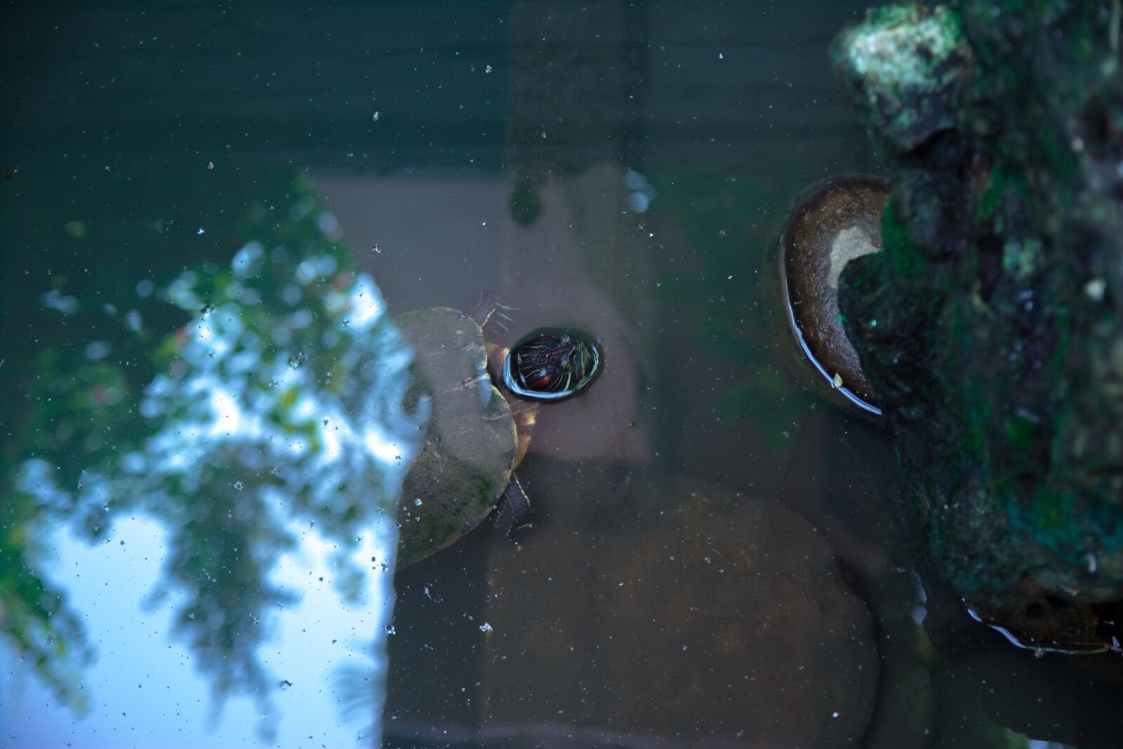 Nikon D5200 sample photo. Turtle, art, forest photography