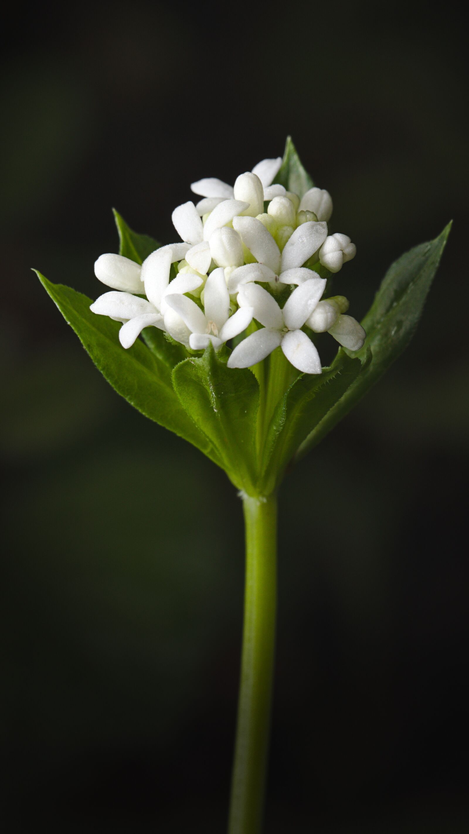 Canon EOS M5 sample photo. Woodruff, spring, blossom photography