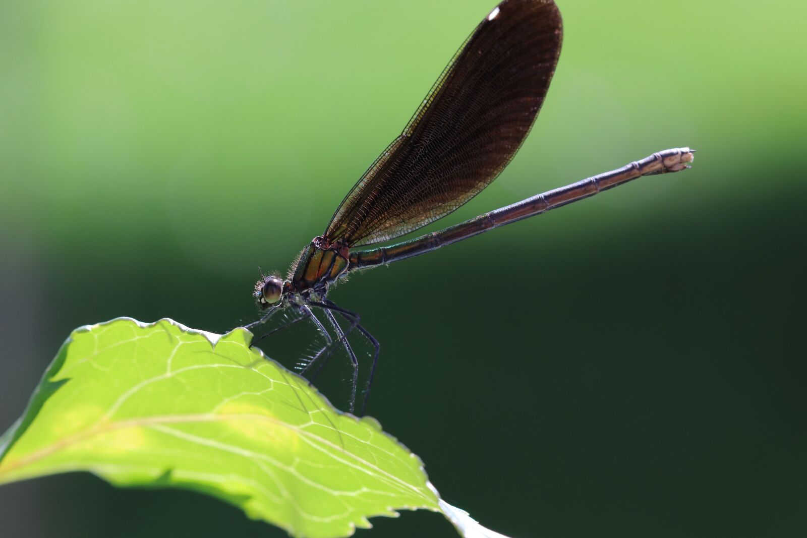 Canon EOS 77D (EOS 9000D / EOS 770D) + Canon EF 100mm F2.8 Macro USM sample photo. Dragonfly, leaf, insect photography