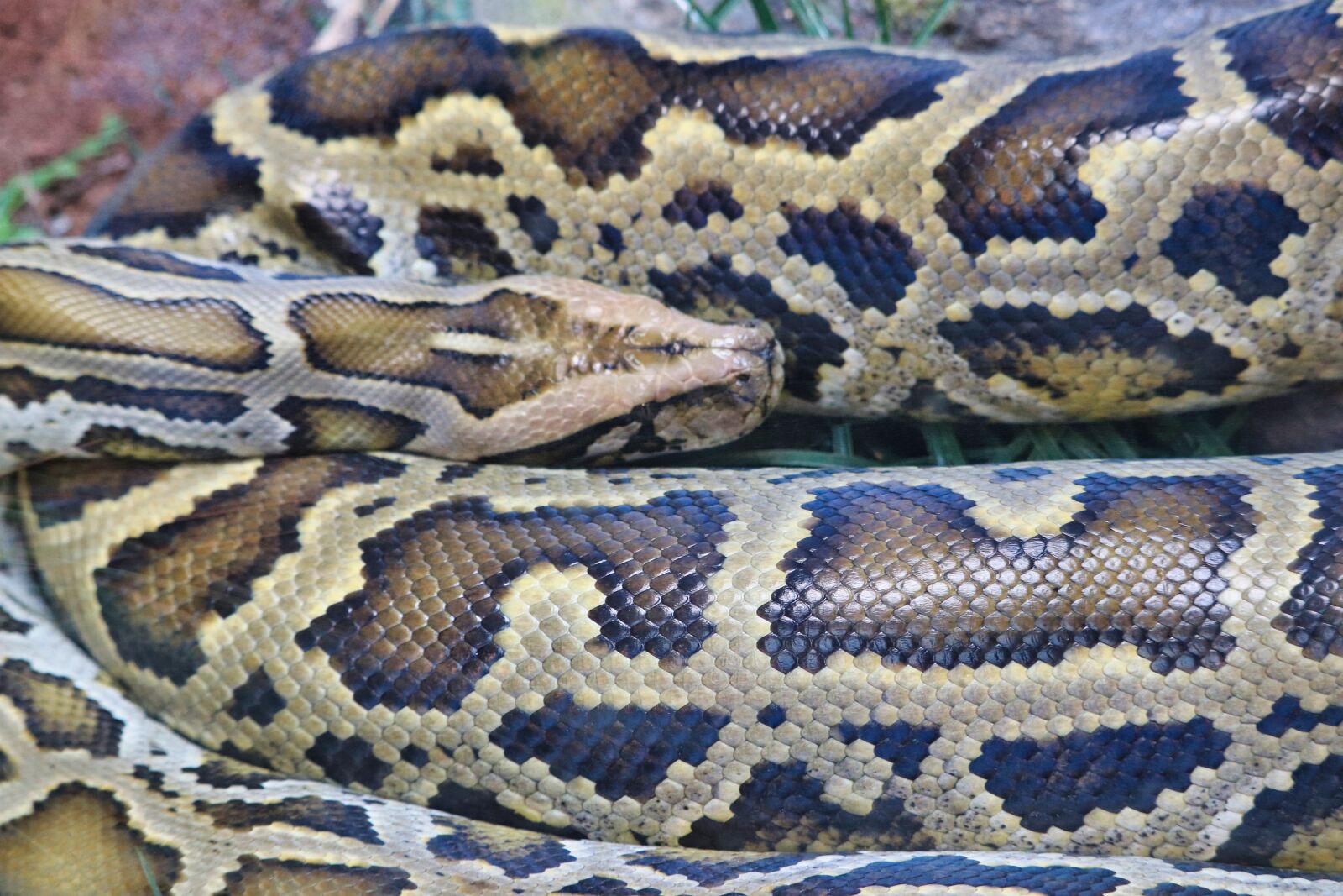 Canon EOS 200D (EOS Rebel SL2 / EOS Kiss X9) sample photo. Snake, zoo, animal photography