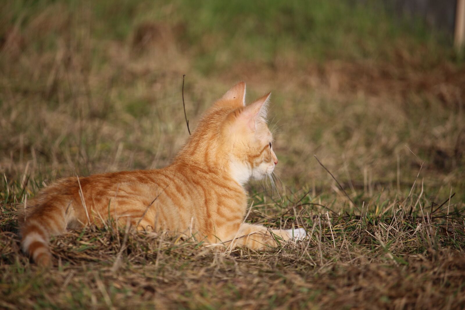 Canon EOS 100D (EOS Rebel SL1 / EOS Kiss X7) sample photo. Cat, kitten, young cat photography