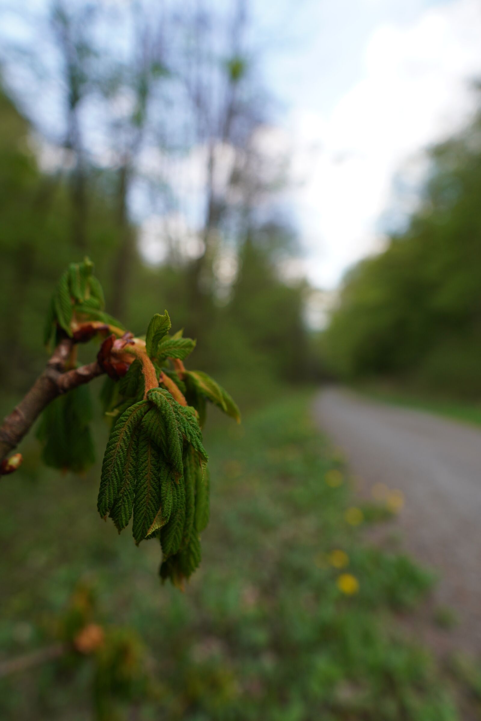Sony a6400 + Sigma 16mm F1.4 DC DN | C sample photo. Forest, nature, trees photography