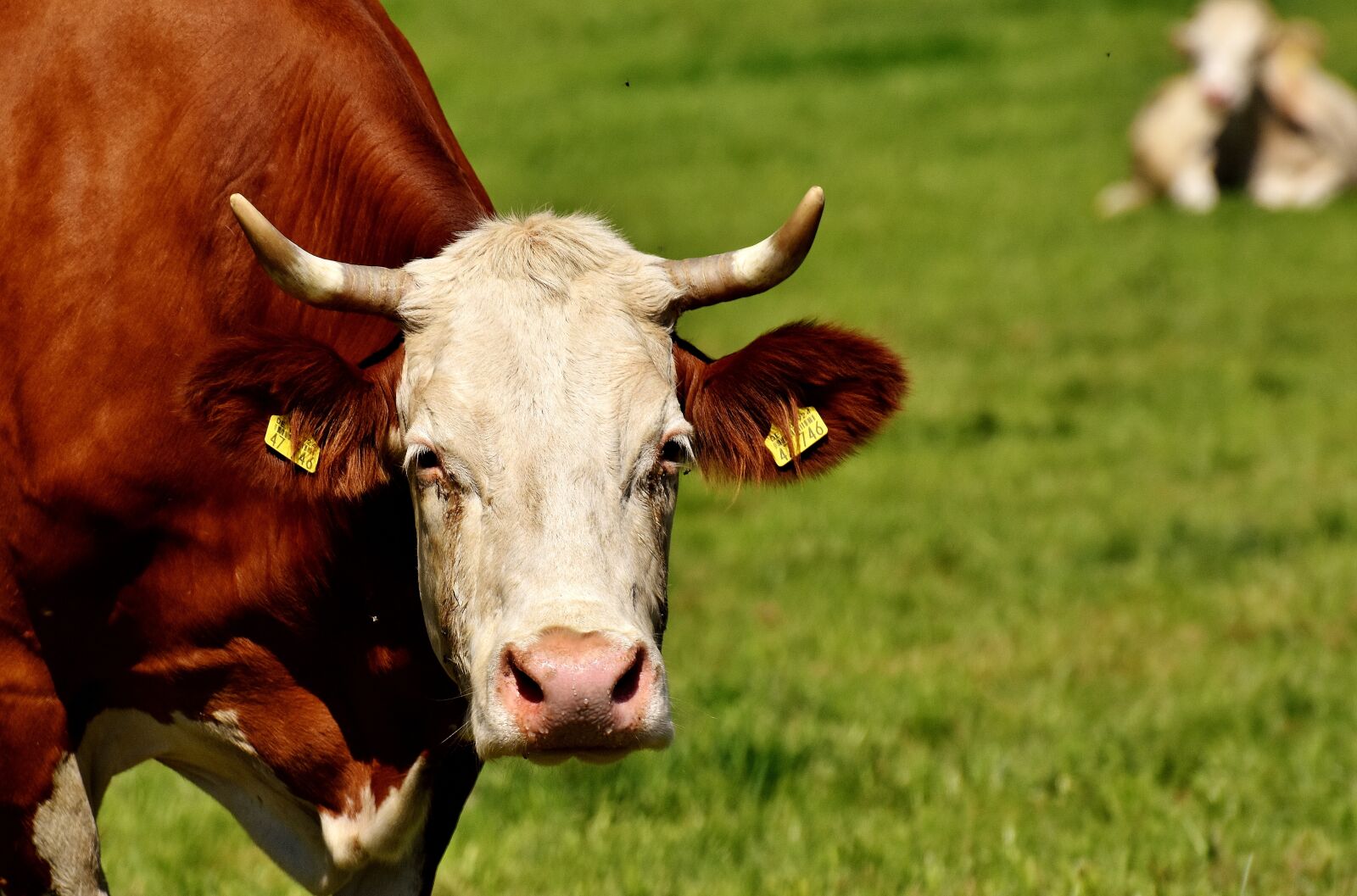 Nikon D7200 sample photo. Beef, pasture, meadow photography
