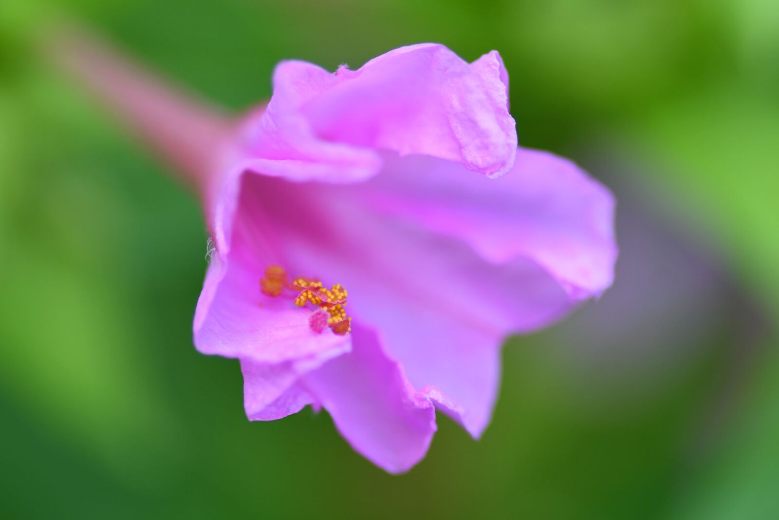 Nikon D500 + Tokina AT-X Pro 100mm F2.8 Macro sample photo. Flower, pink, beauty of photography