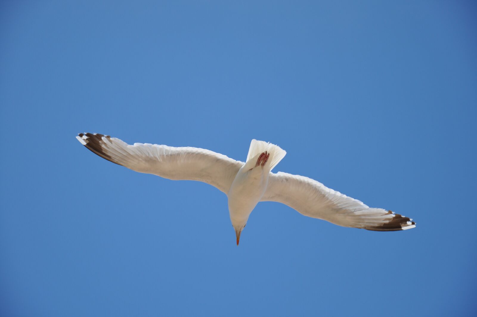 Nikon D90 sample photo. Seagull, blue sky, bird photography