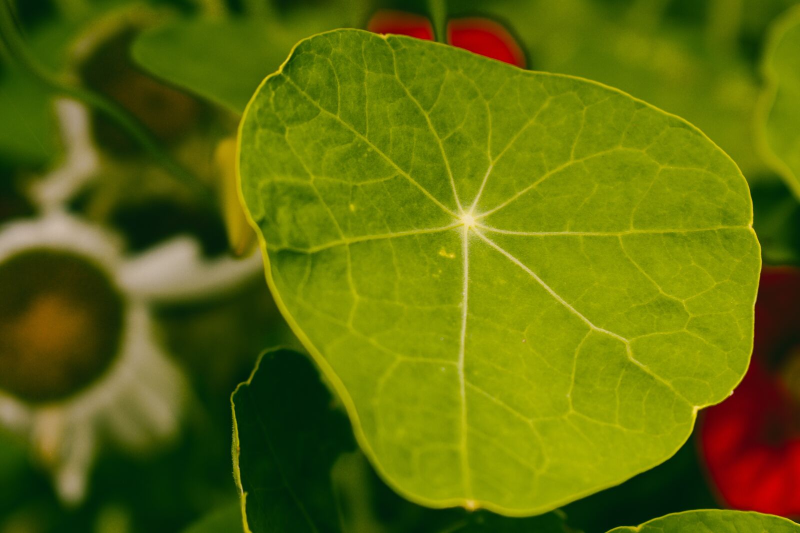Nikon D5600 sample photo. Leaf, leaves, nature photography